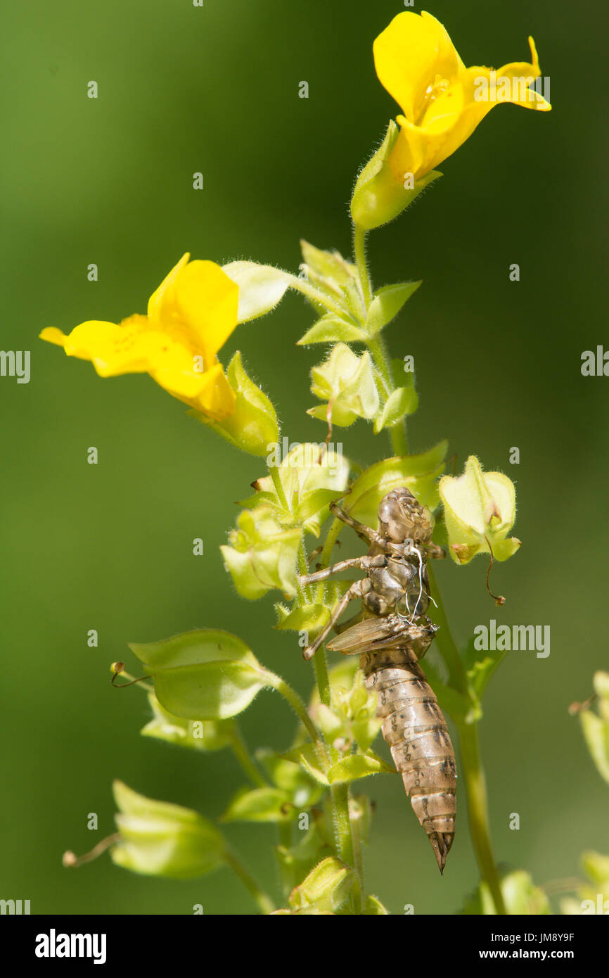 Südlichen Hawker, Aeshna Cyanea, larval Fall Exuvia auf Monkey Flower, Mimulus guttatus Stockfoto