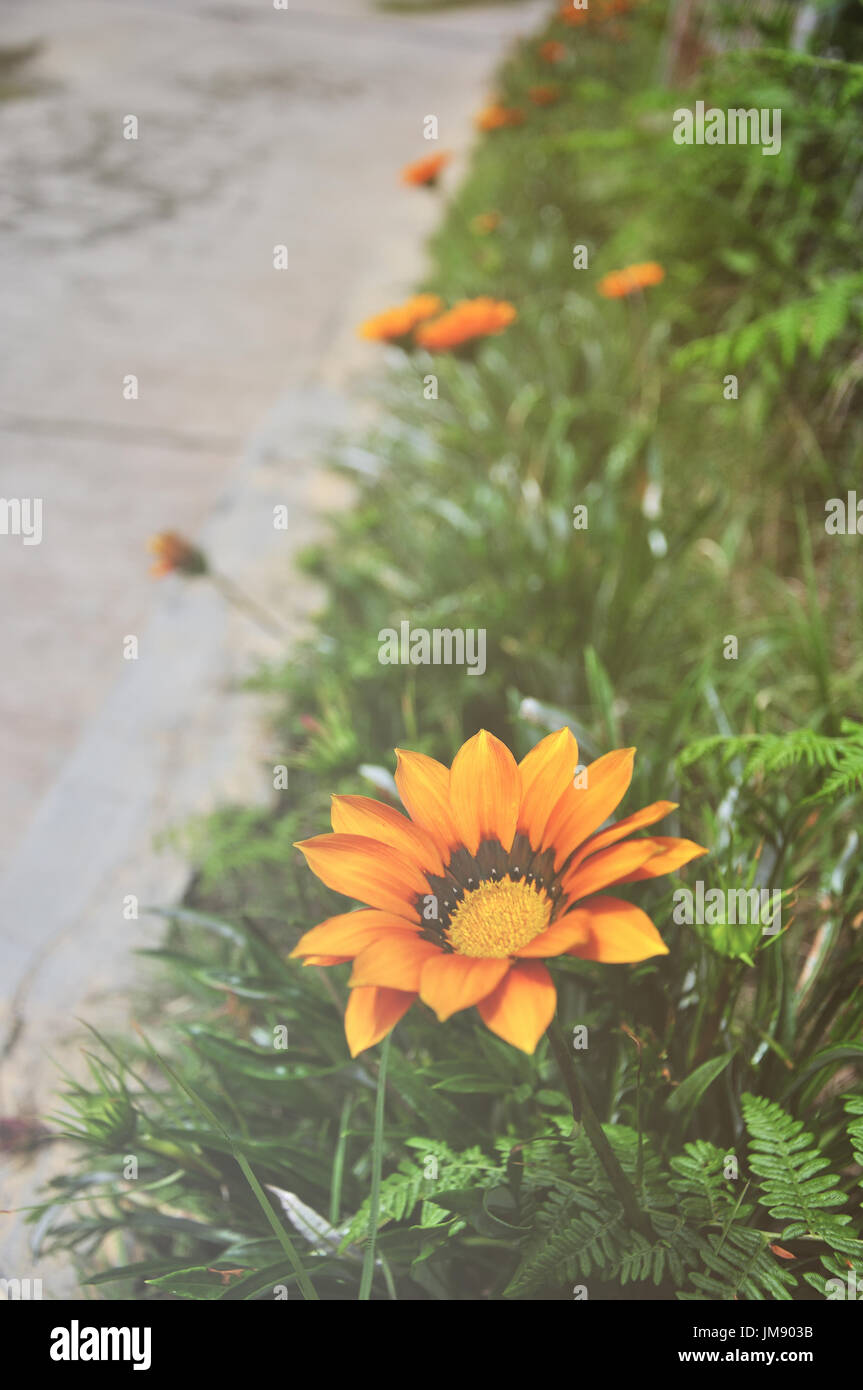 Retro-Stil und Vintage-Effekt Gazanien Blume, Trivialname ist Schatz Blume, Botanischer Name ist Gazanien Linearis. Stockfoto