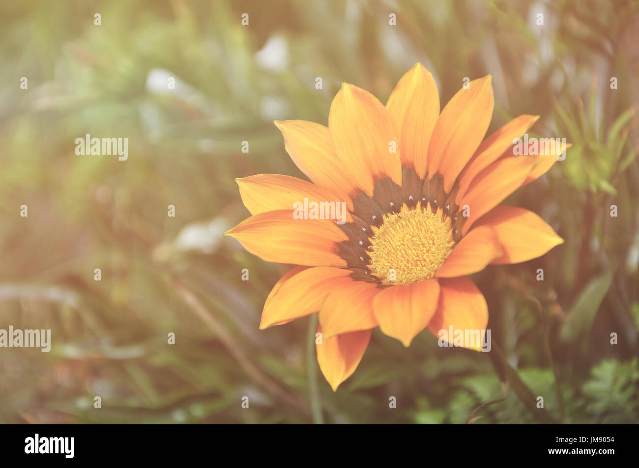 Retro-Stil und Vintage-Effekt Gazanien Blume, Trivialname ist Schatz Blume, Botanischer Name ist Gazanien Linearis. Stockfoto