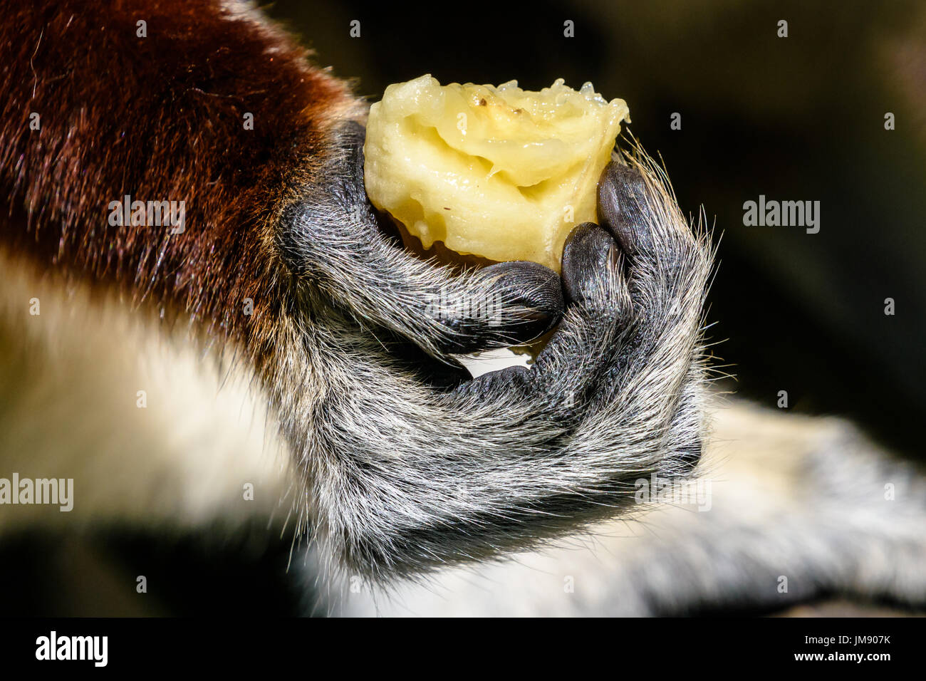 Nahaufnahme von Sifaka Lemur Hand mit Banane Stockfoto