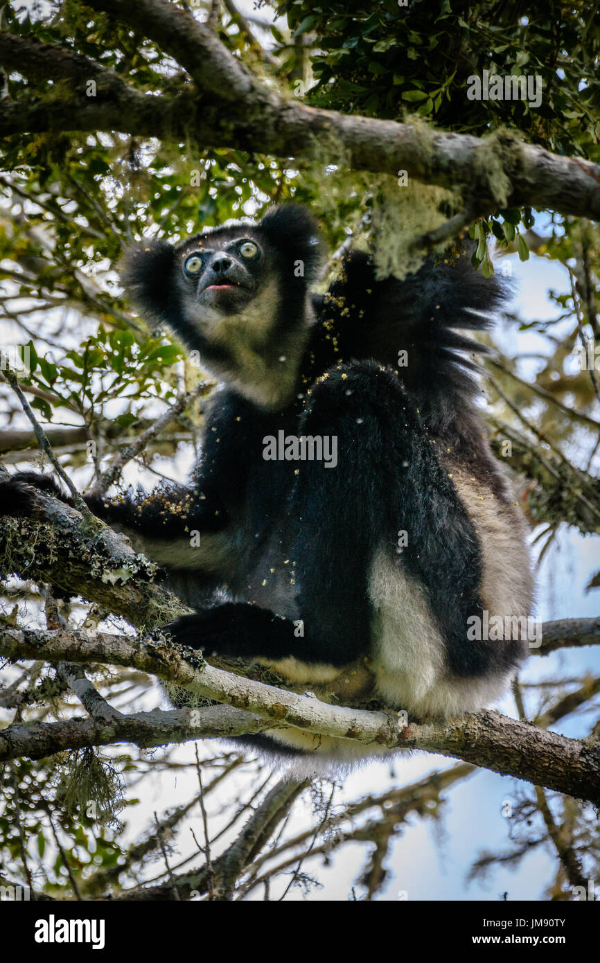 Vom Aussterben bedrohte Indri Lemuren hängen in den Baumkronen Blick in die Kamera, die umgeben von Blättern und Blüten Stockfoto