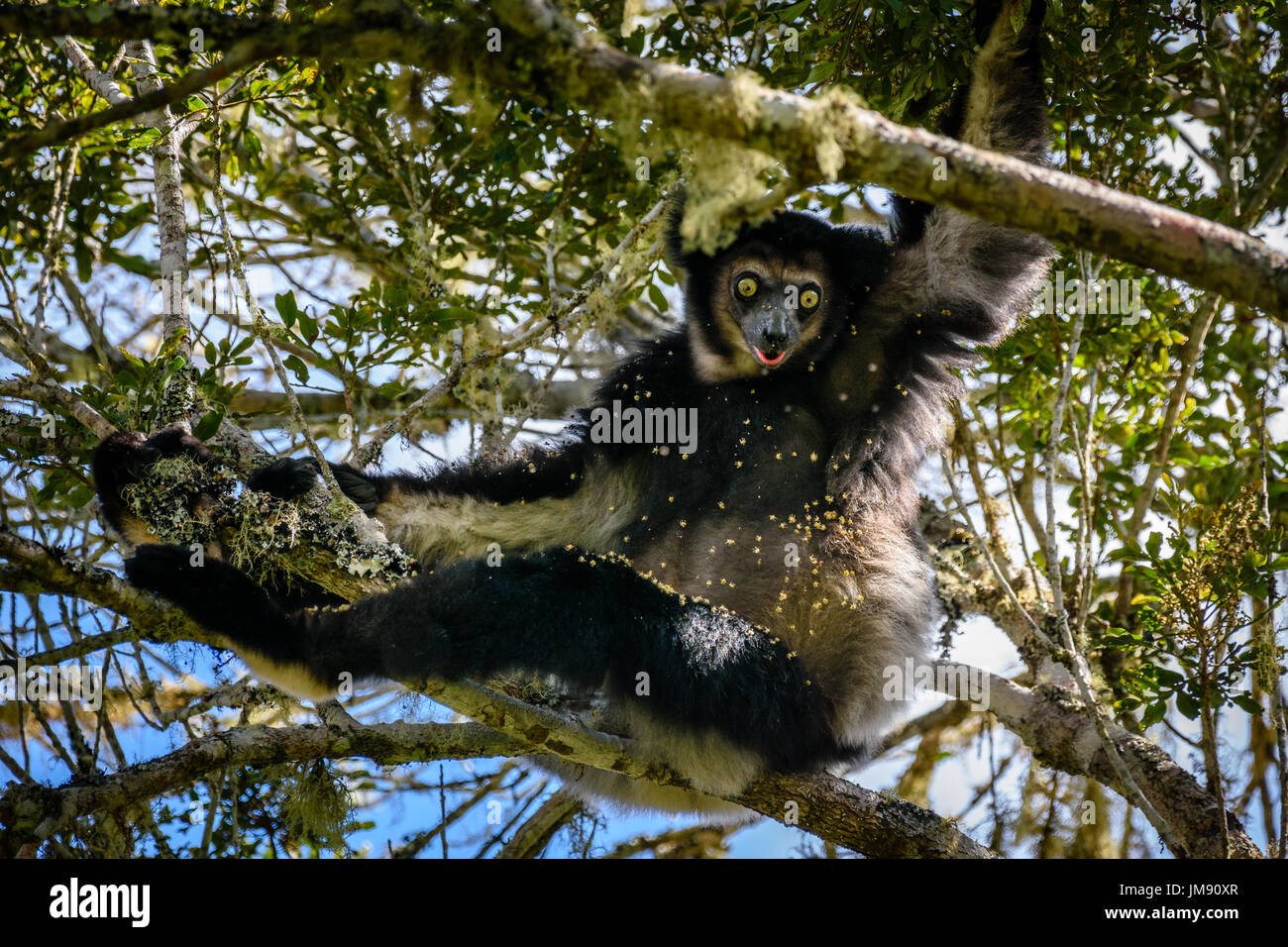 Vom Aussterben bedrohte Indri Lemuren hängen in den Baumkronen Blick in die Kamera, die umgeben von Blättern und Blüten Stockfoto