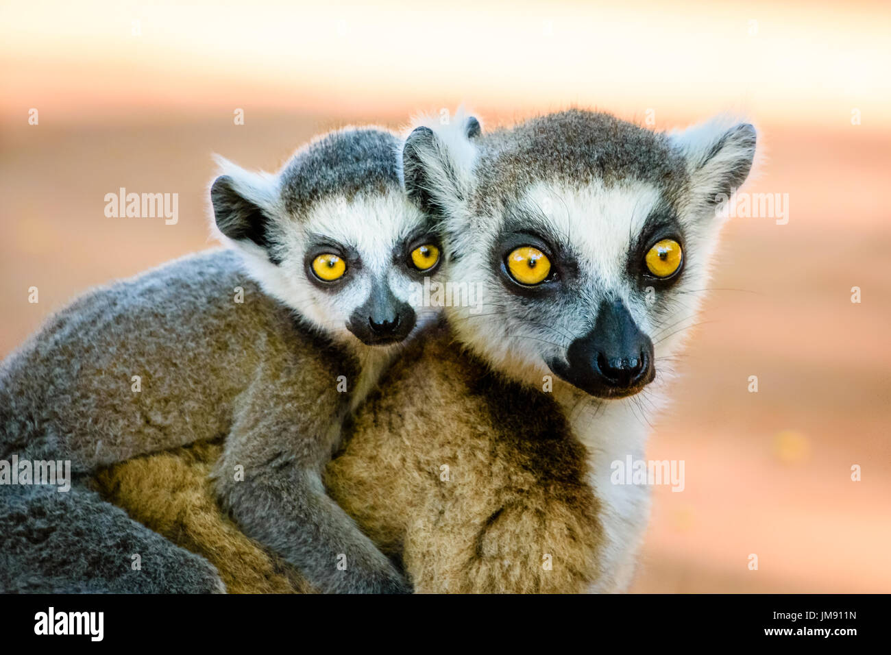 Niedliche Ring tailed Lemur mit Baby auf Rücken, Blick in die Kamera mit schönen Augen Stockfoto