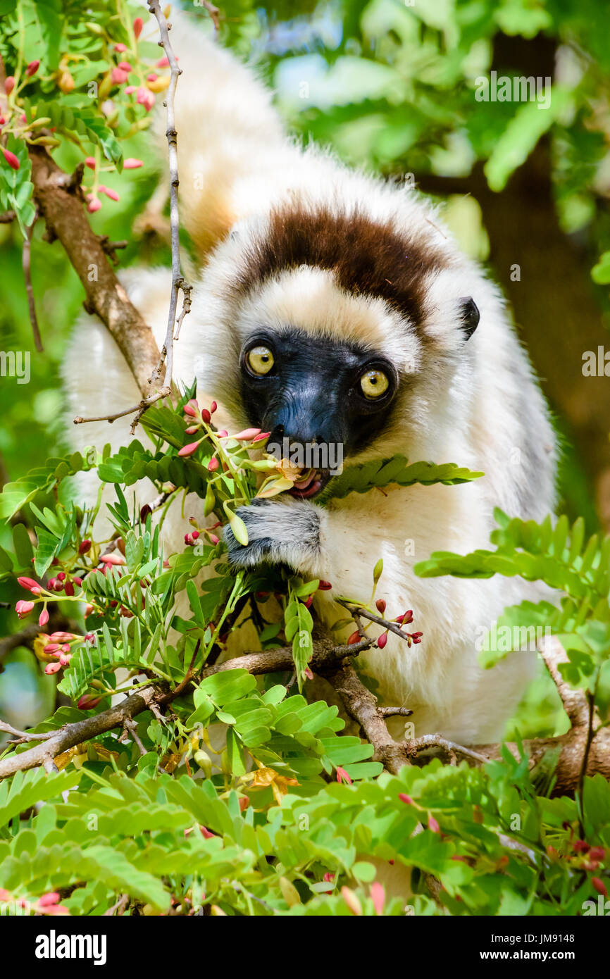 Wilde Sifaka Lemur auf Baum, umgeben von Blätter in Kamera Stockfoto
