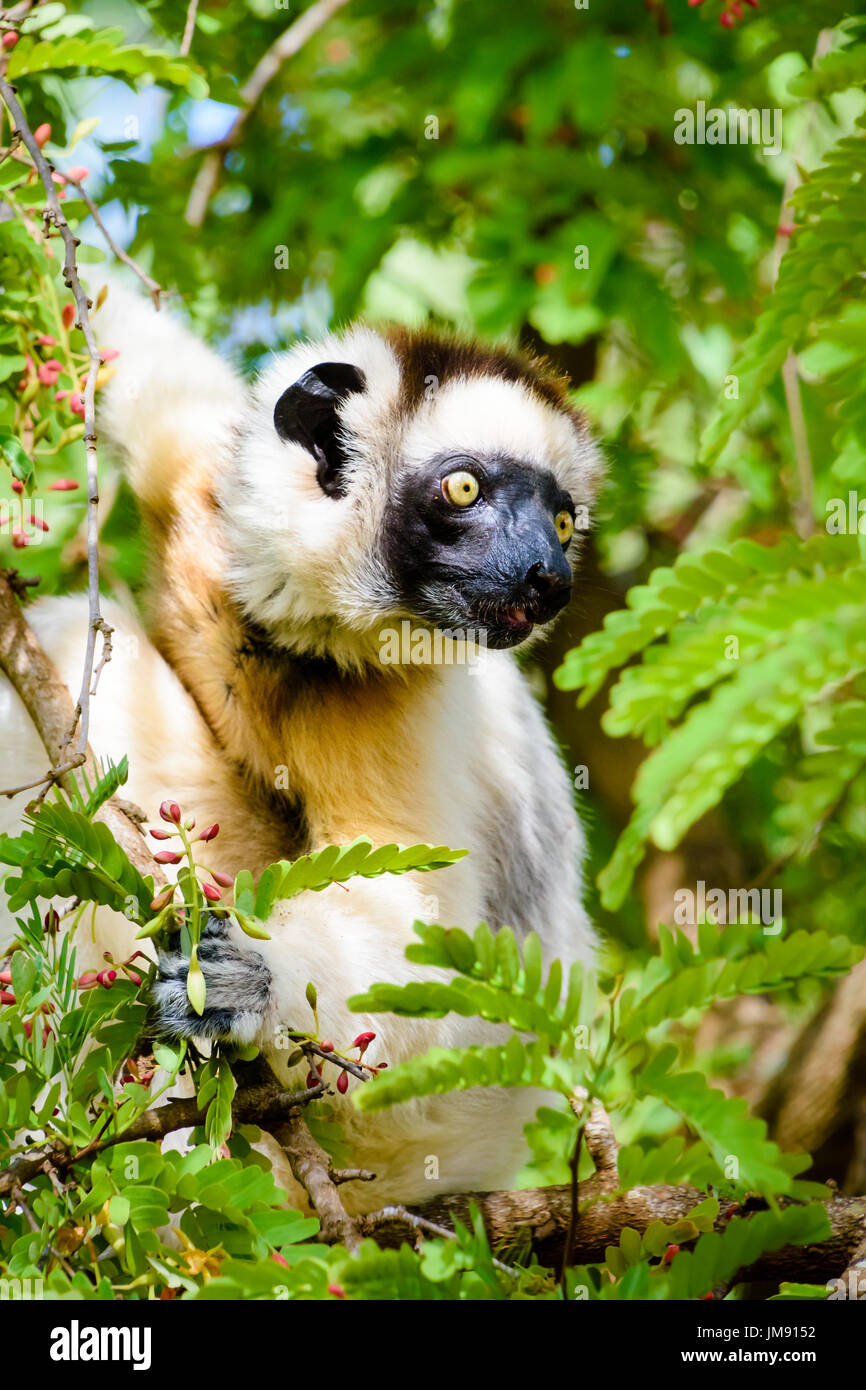 Wilde Sifaka Lemur auf Baum, umgeben von Blätter in Kamera Stockfoto