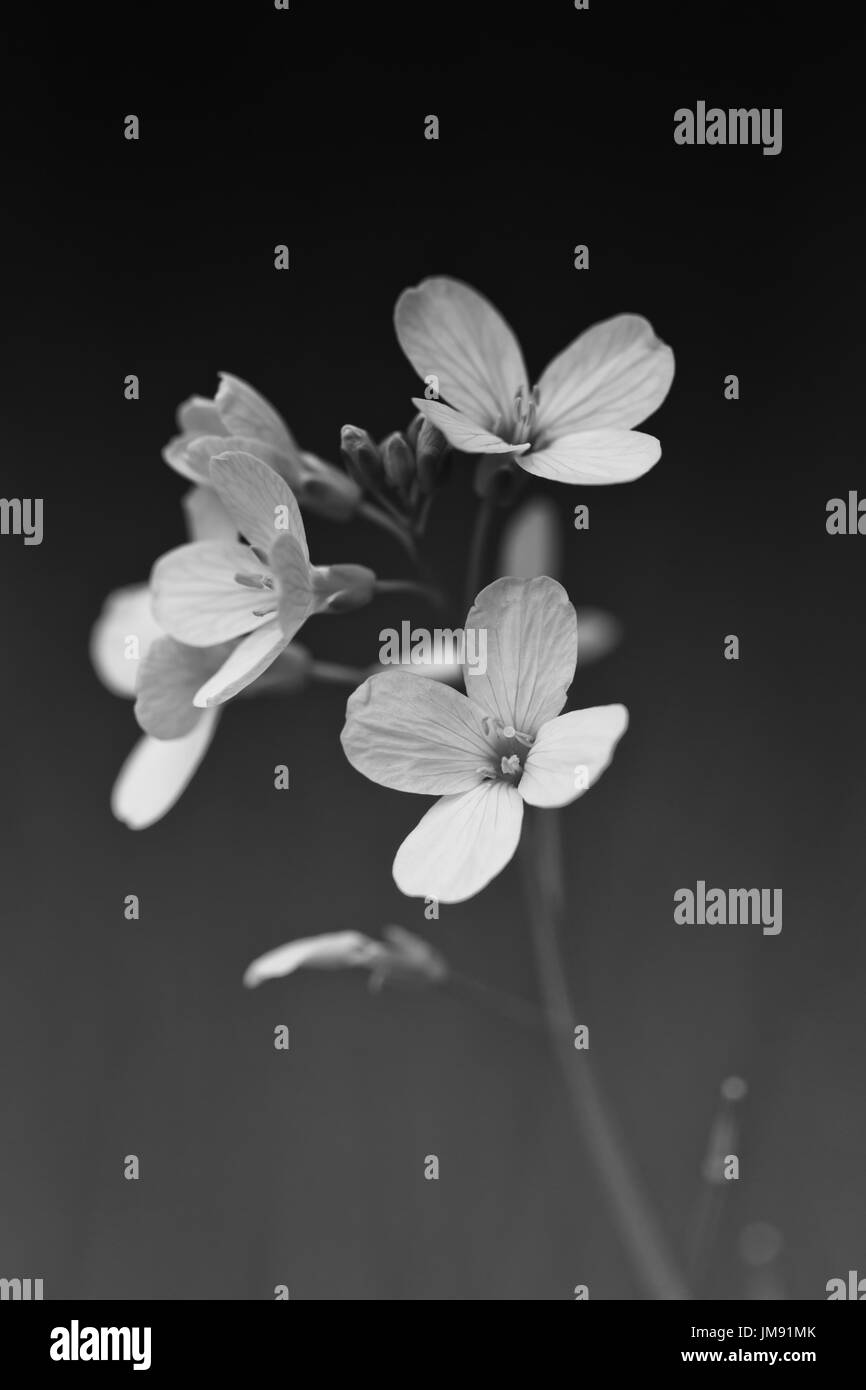 Weich und Bild verwischen. Schönen weiße Blüten blühen im Garten, hautnah auf dem Hintergrund grüne Gras und Blätter mit Sonnenlicht Stockfoto