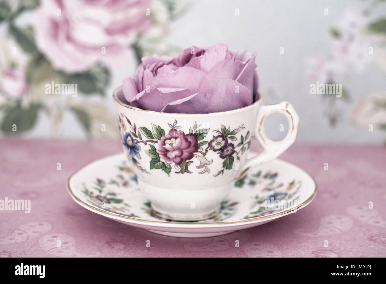 Farbe Fotographie, Nahaufnahme von Rose Geoff Hamilton. Stockfoto