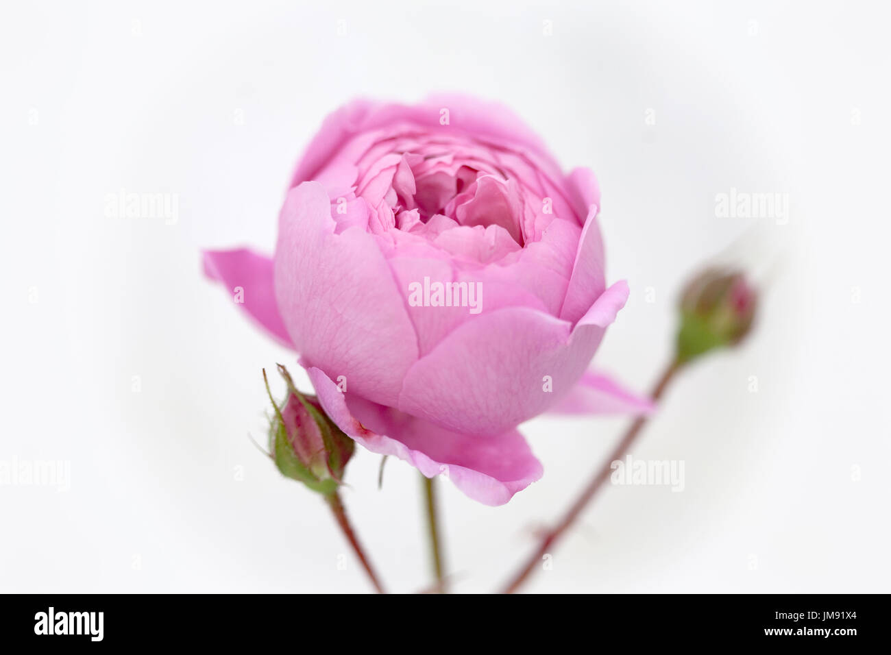 Farbe Fotographie, Nahaufnahme von Rose Geoff Hamilton. Stockfoto