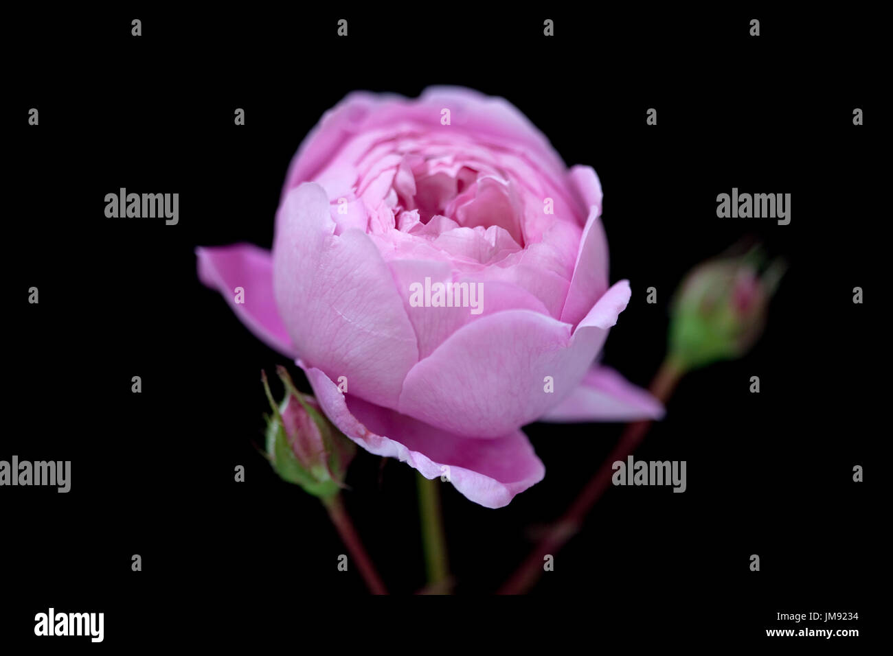 Farbe Fotographie, Nahaufnahme von Rose Geoff Hamilton. Stockfoto