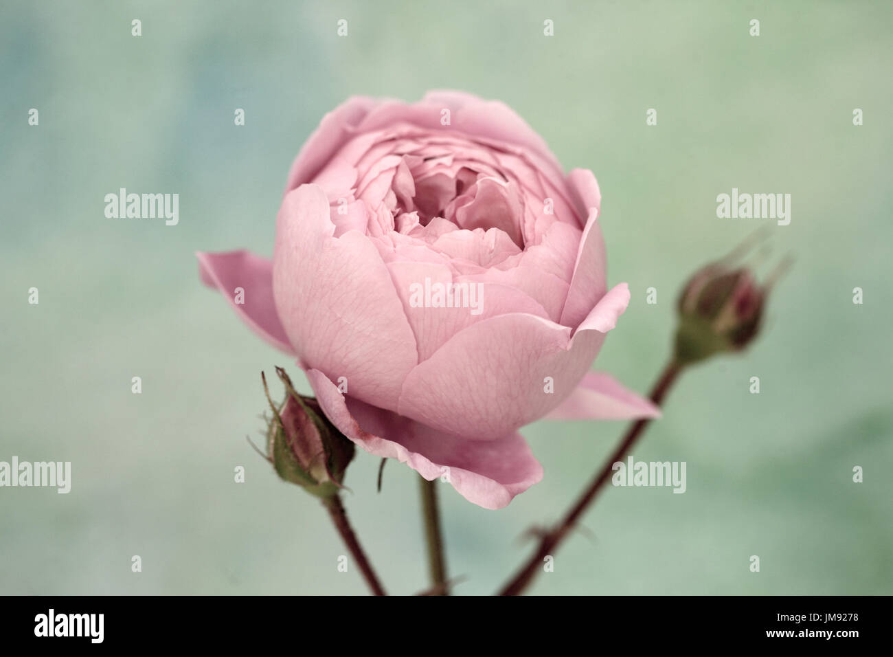 Farbe Fotographie, Nahaufnahme von Rose Geoff Hamilton. Stockfoto