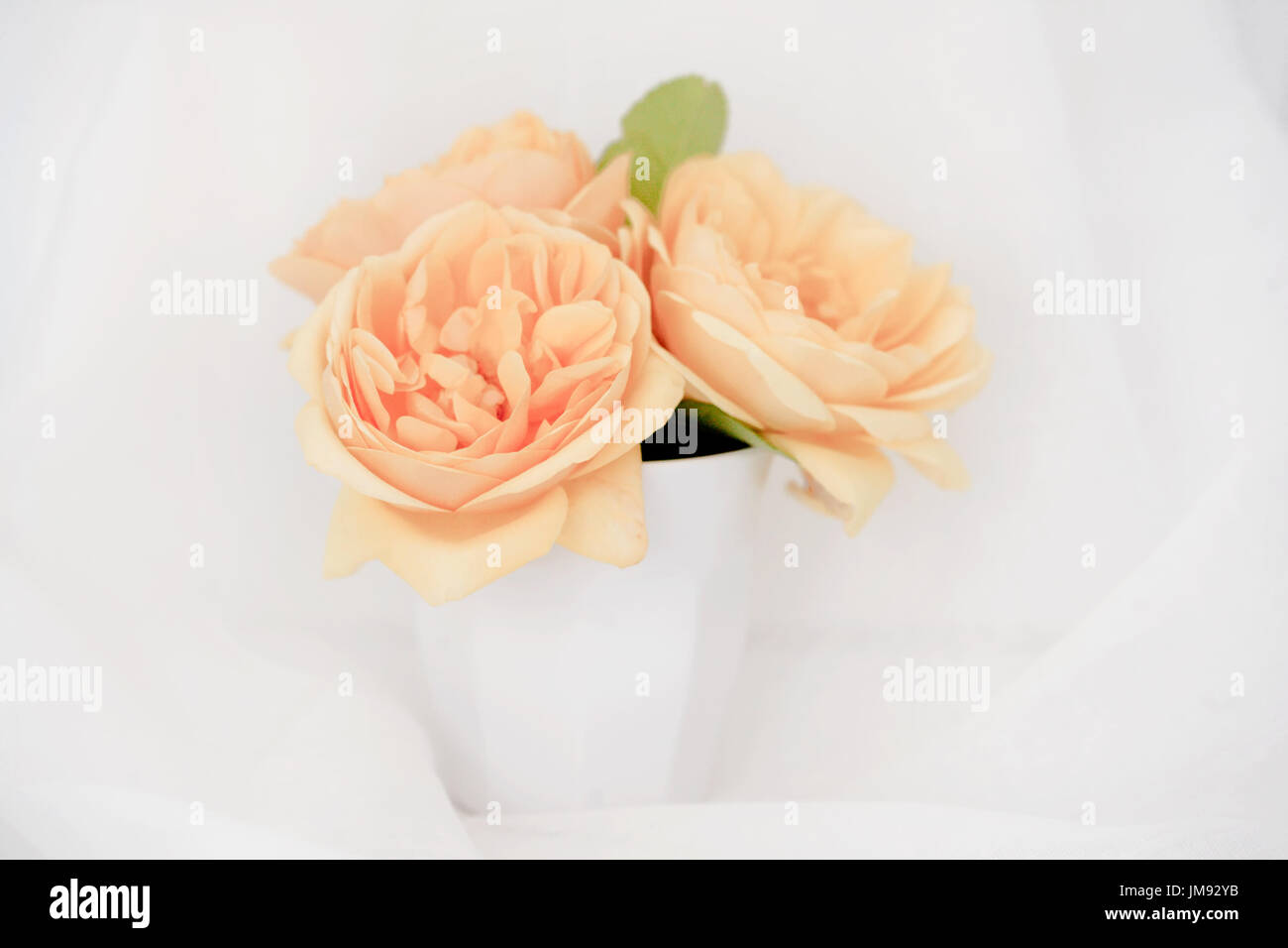 Farbe Fotographie Studie über eine gelbe rose Rosa Graham Thomas Stockfoto