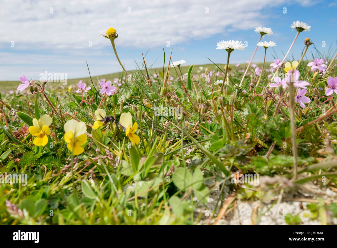 Schottische Wildblumen wachsen in machair Grünland im Sommer bei balranald Nature Reserve, hougharry North Uist Äußere Hebriden Western Isles Schottland Großbritannien Stockfoto