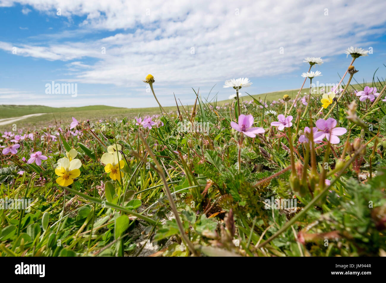 Wildblumen wachsen in Machair Grünland im Sommer bei Balranald RSPB Nature Reserve, Hougharry North Uist äußeren Hebriden Western Isles Schottland UK Stockfoto