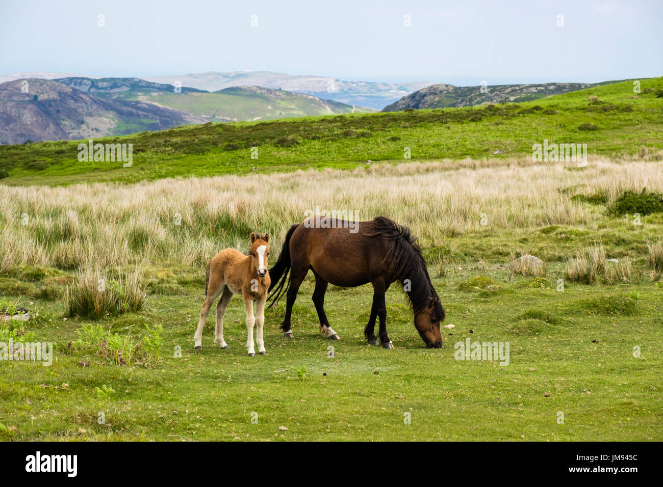Wild Welsh Mountain Pony Stute mit Fohlen in Carneddau Berge der nördlichen Snowdonia National Park. Penmaenmawr Conwy in Wales UK Stockfoto