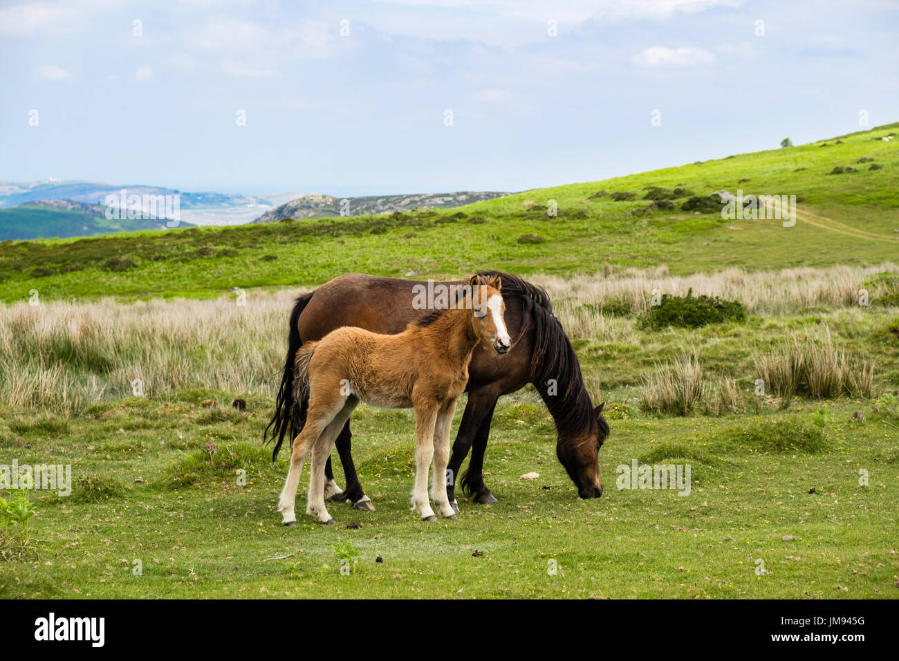 Wilde walisische Berg-Pony-Stute Mutter mit einem Fohlen in den Carneddauer Hügeln des nördlichen Snowdonia National Park. Penmaenmawr Conwy North Wales UK Stockfoto