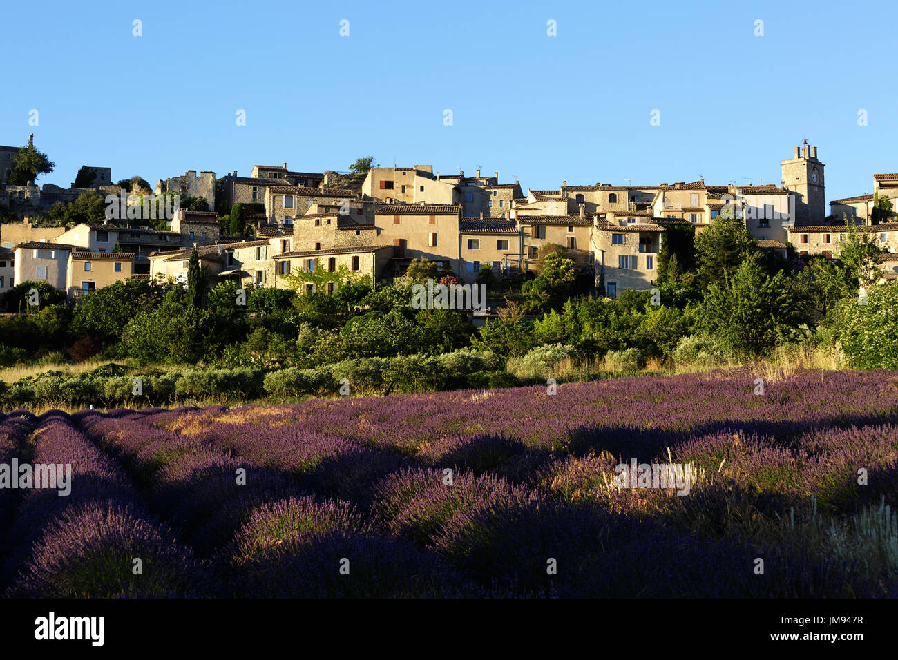 Blick auf Dorf Saignon mit Gebiet der Lavendel in voller Blüte, Alpes-de-Haute-Provence, Provence Alpes Cote d ' Azur, Frankreich, Europa Stockfoto