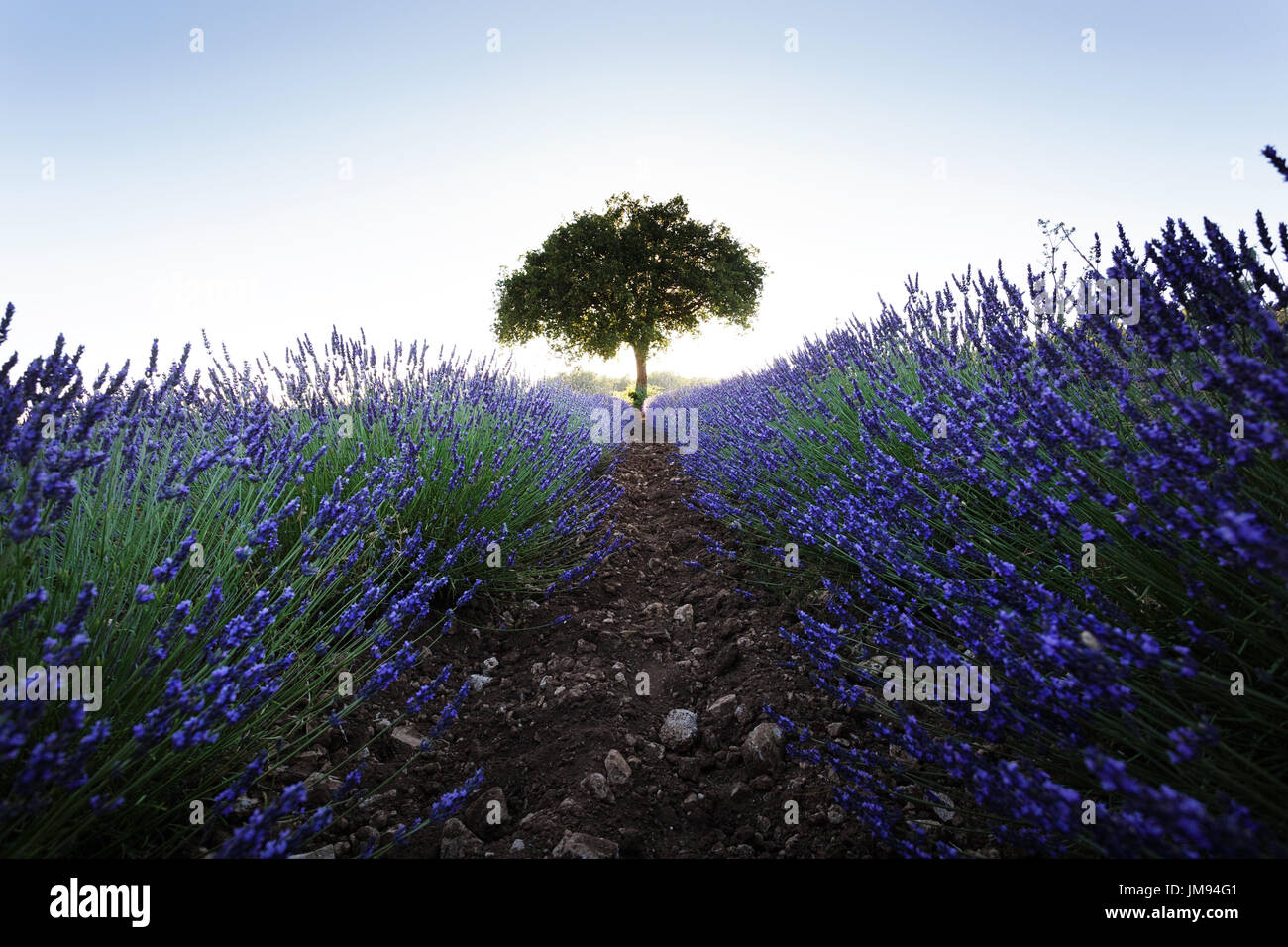 Baum mit einer Hintergrundbeleuchtung in Lavendel-Feld in der Nähe von Saignon Luberon, Vaucluse, Provence. Stockfoto
