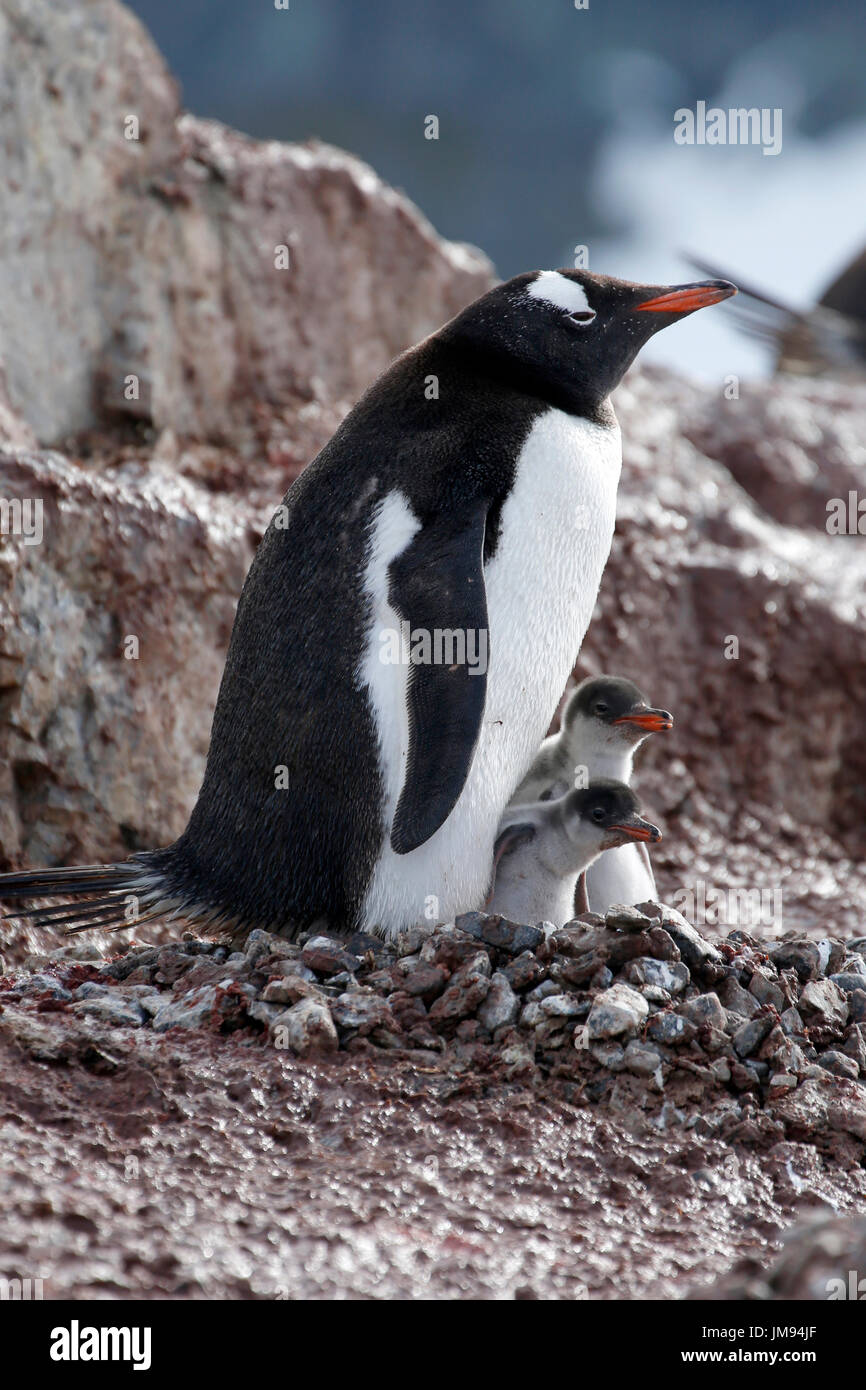 Gentoo Penguin (Pygoscelis Papua) Mutter und ihre zwei neugierige Babys in ihrem nest Stockfoto