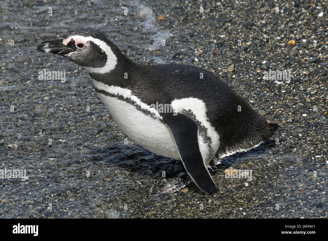 Magellan-Pinguin (Spheniscus Magellanicus) am Strand beobachten Besucher und neugierig Stockfoto