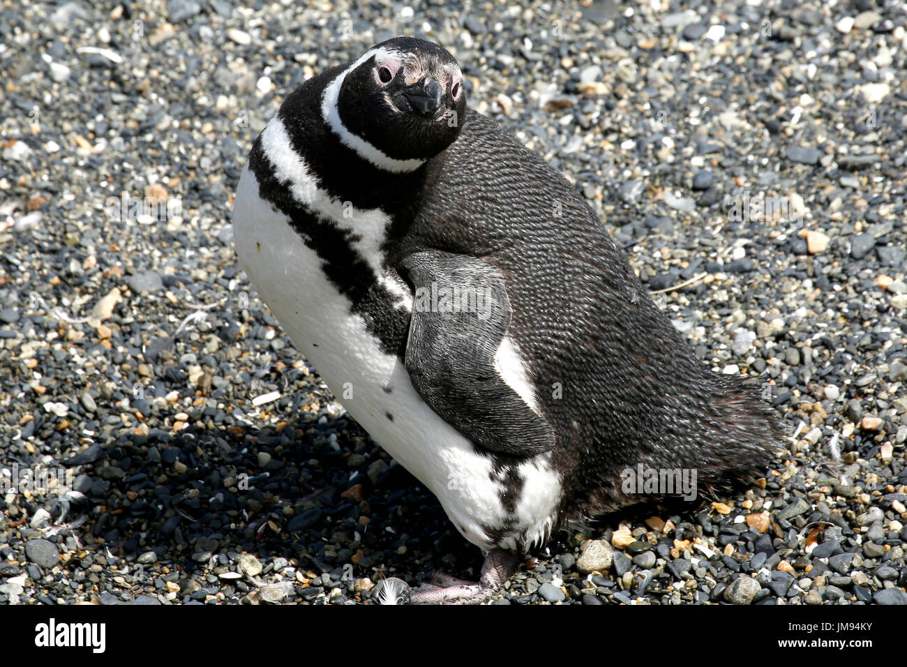 Magellan-Pinguin (Spheniscus Magellanicus) am Strand beobachten Besucher und neugierig Stockfoto