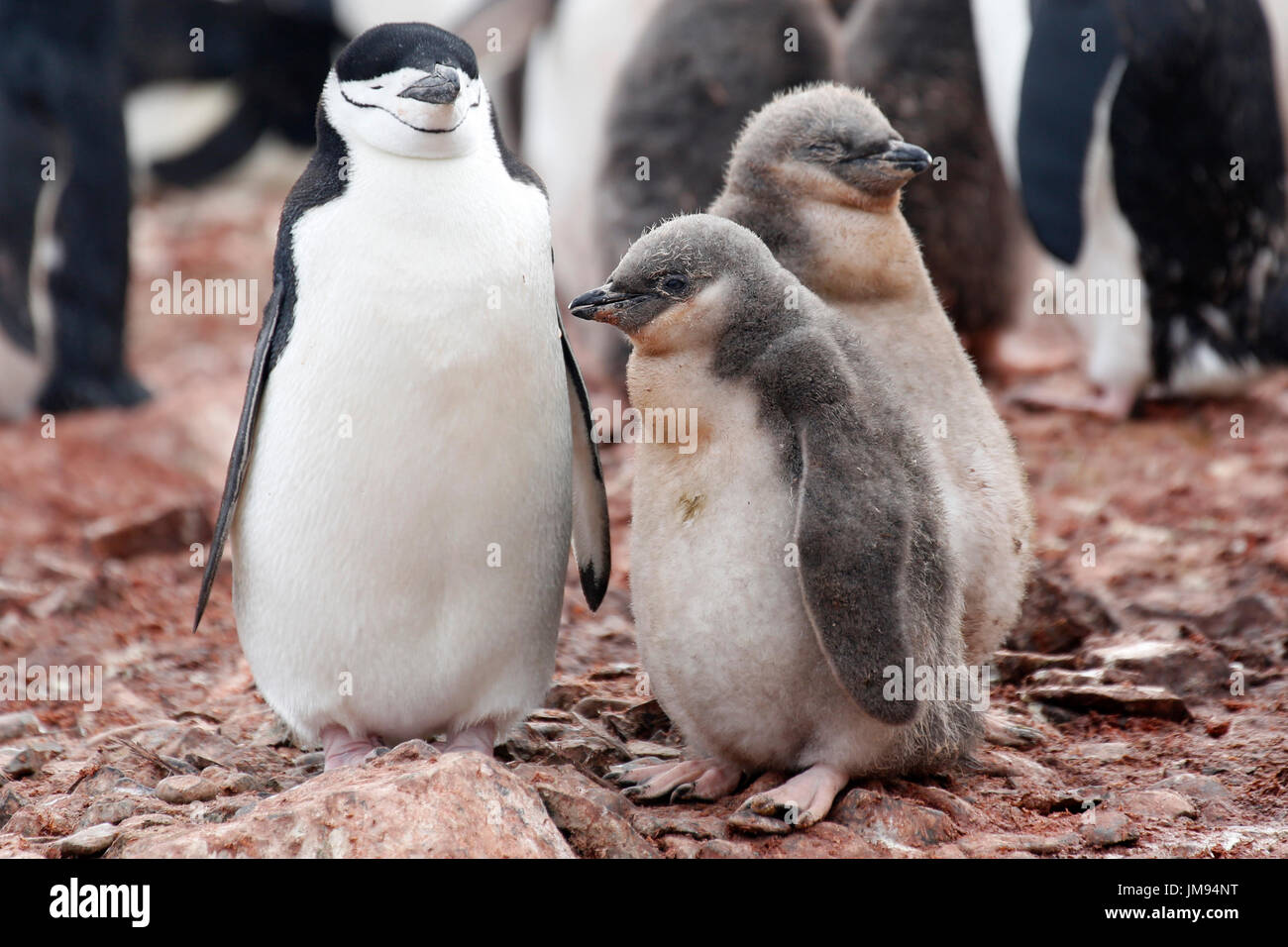Chinstrap Penguin (Pygoscelis antarcticus) Mutter und Babys (Küken) am Strand Stockfoto