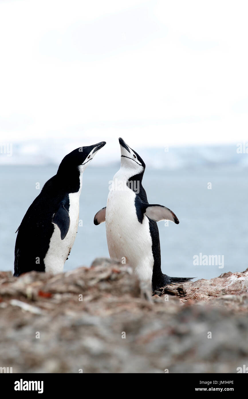 Zwei Kinnriemen Pinguine (Pygoscelis Antarcticus) einander gegenüber, am Strand, am Meer Stockfoto
