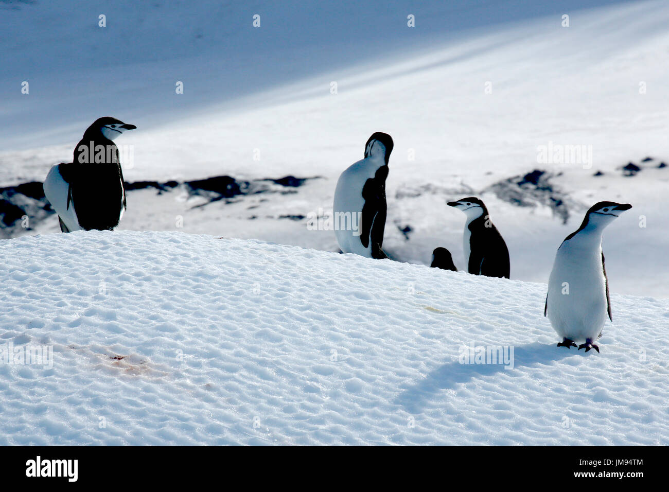 Kinnriemen Pinguine (Pygoscelis Antarcticus) auf Eisberg Stockfoto