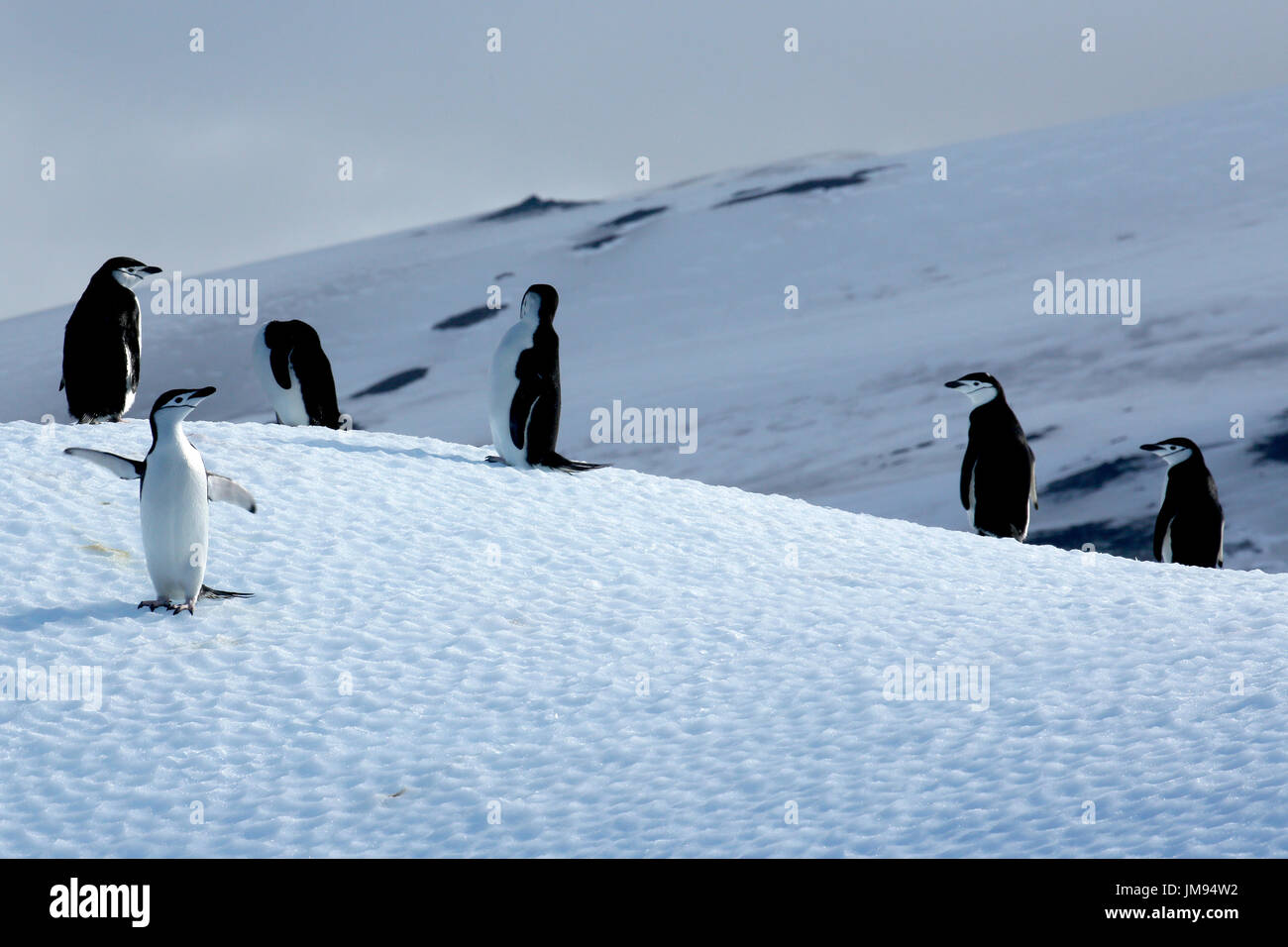 Kinnriemen Pinguine (Pygoscelis Antarcticus) auf Eisberg Stockfoto