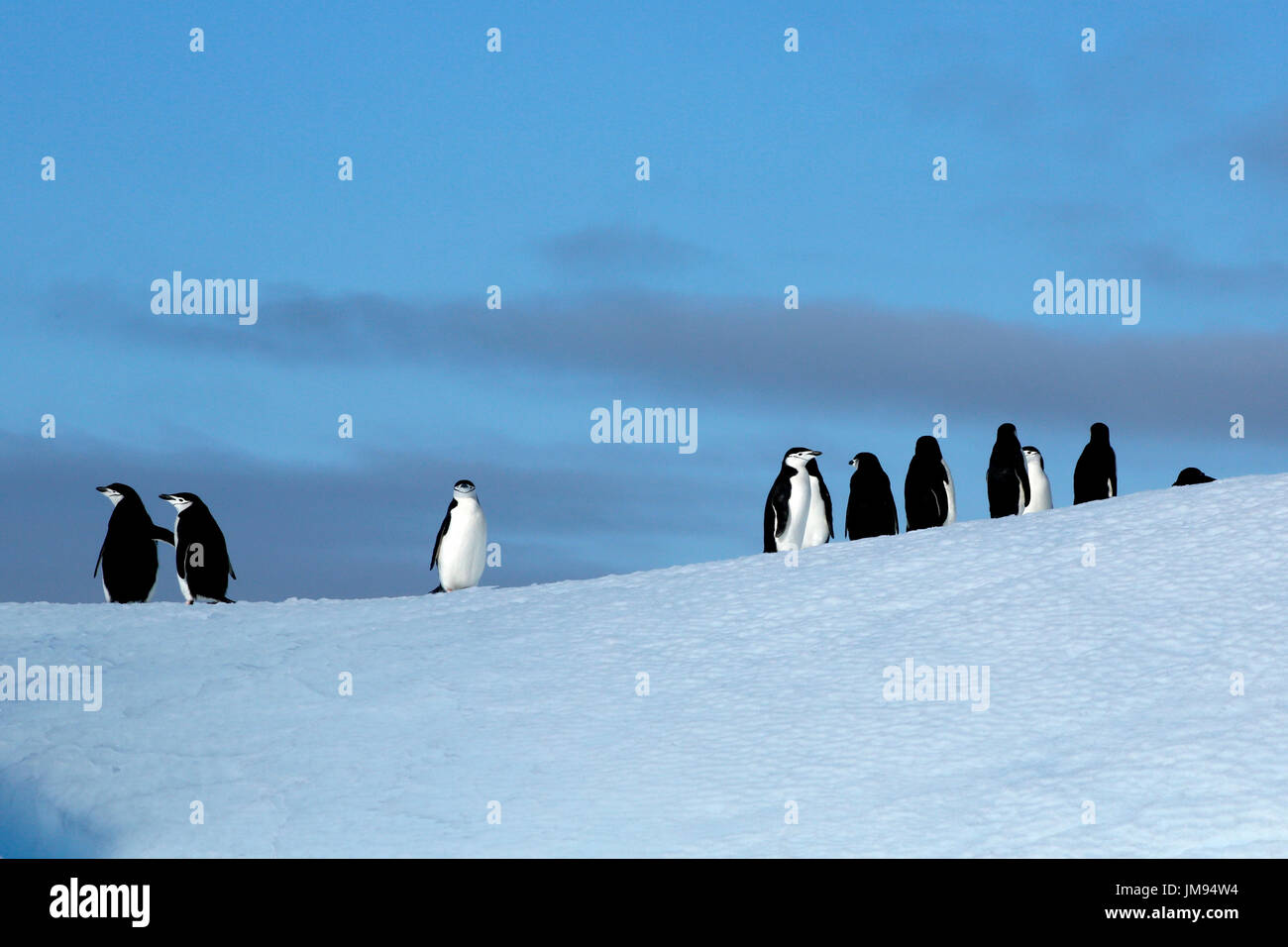 Kinnriemen Pinguine (Pygoscelis Antarcticus) auf Eisberg Stockfoto