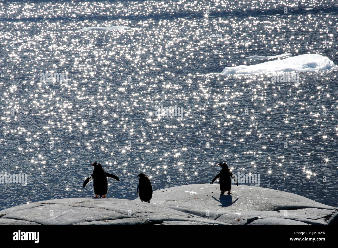 Gentoo Penguins (Pygoscelis Papua) beobachten das Sternenhimmel Meer zusammen Stockfoto