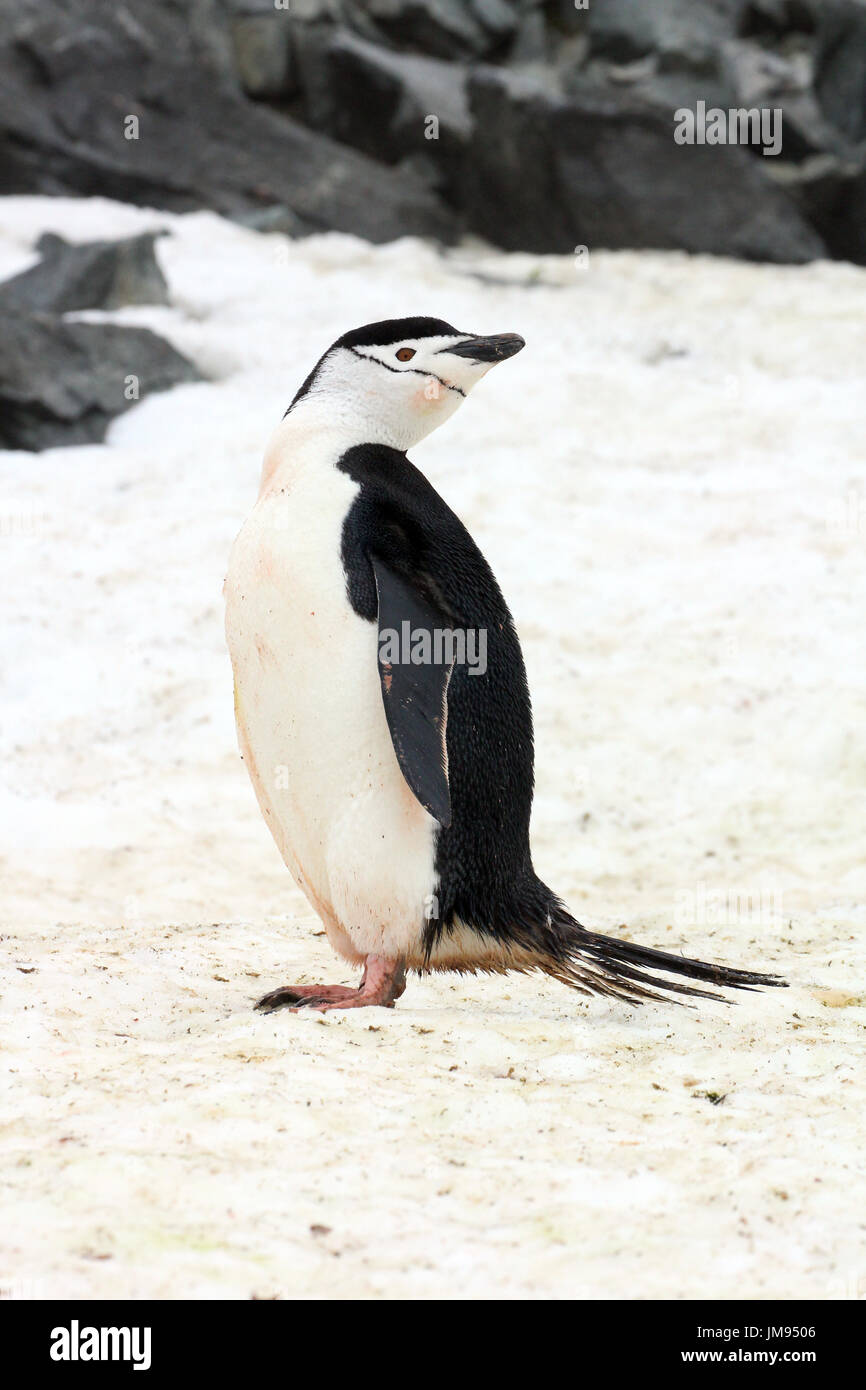 Porträt eines Pinguins Zügelpinguinen (Pygoscelis Antarcticus) im Rückblick Stockfoto