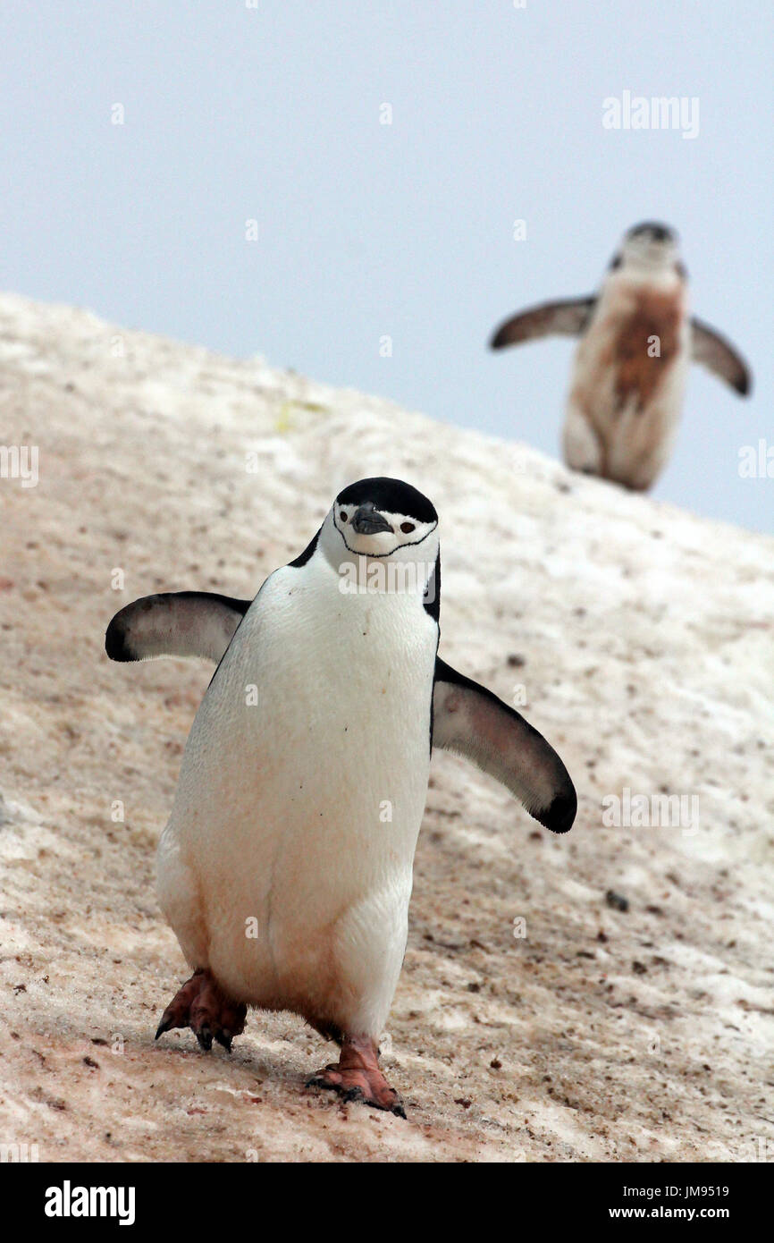 Kinnriemen Pinguine (Pygoscelis Antarcticus) zu Fuß in Richtung der Fotograf Stockfoto