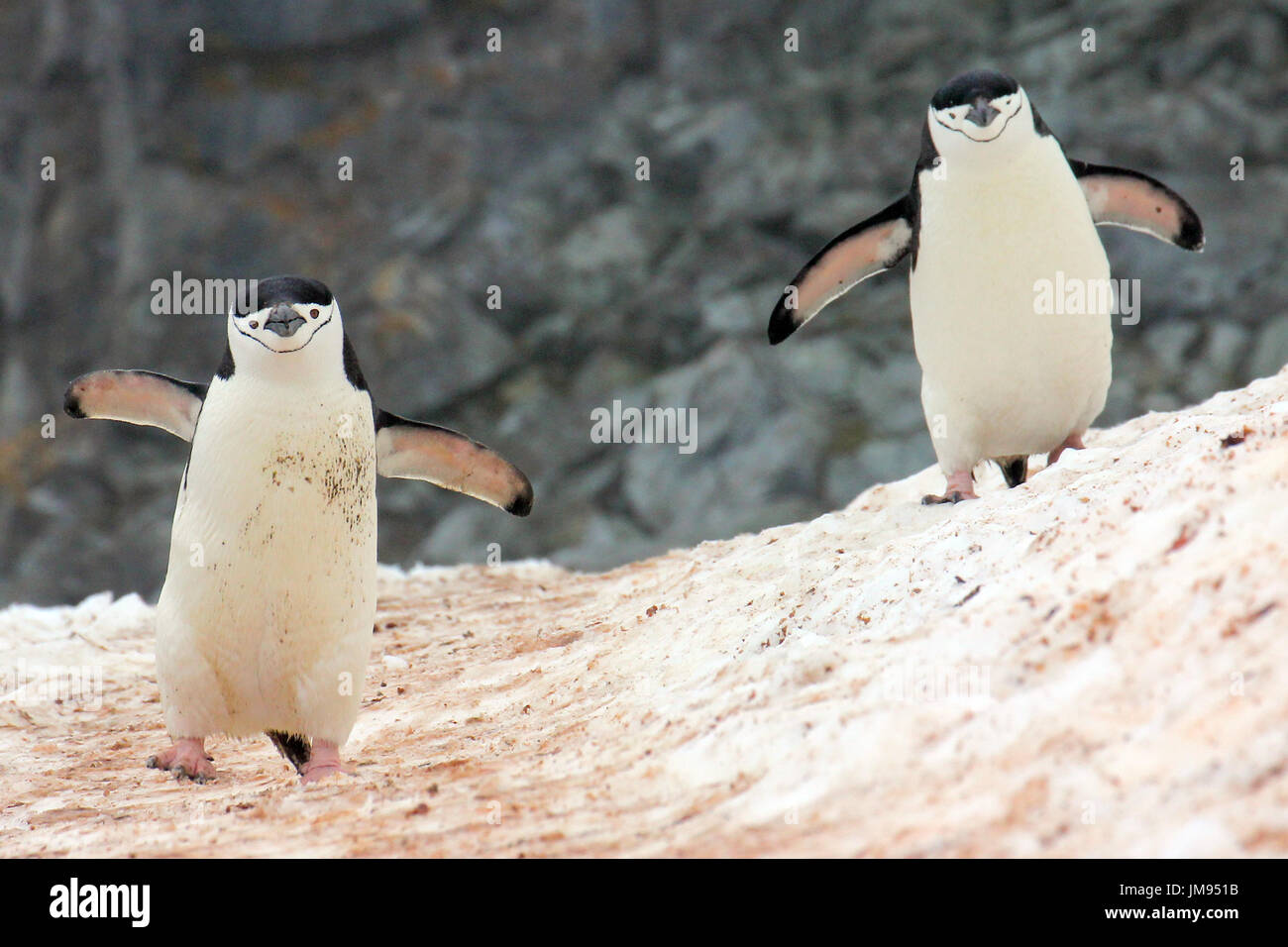 Kinnriemen Pinguine (Pygoscelis Antarcticus) zu Fuß in Richtung der Fotograf Stockfoto