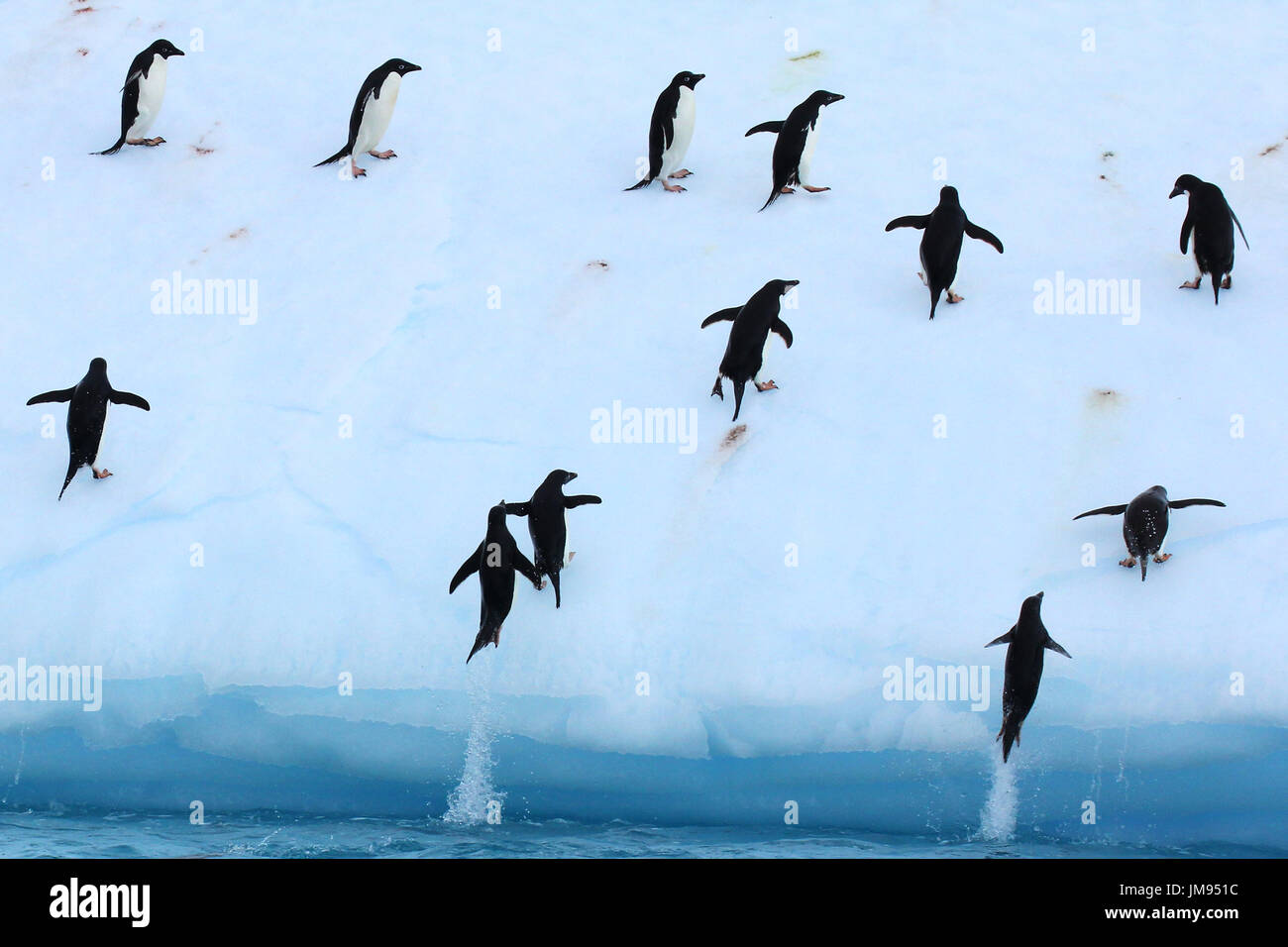 Adelie-Pinguine (Pygoscelis Adeliae) wiederholt auf den Eisberg zu springen und ins Wasser springen Stockfoto