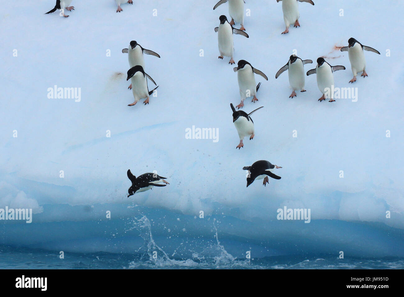 Adelie-Pinguine (Pygoscelis Adeliae) wiederholt auf den Eisberg zu springen und ins Wasser springen Stockfoto