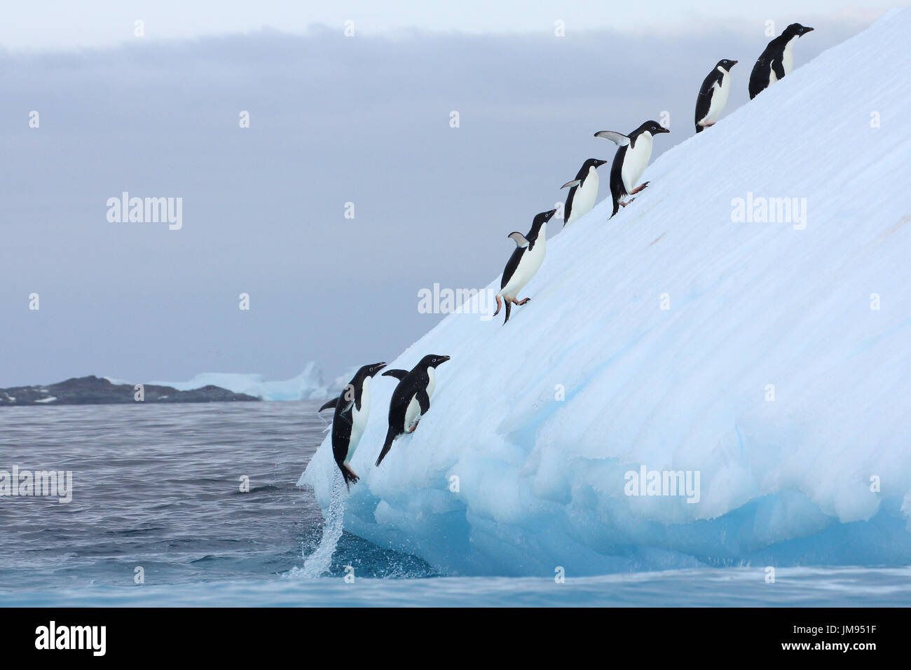 Adelie-Pinguine (Pygoscelis Adeliae) wiederholt auf den Eisberg zu springen und ins Wasser springen Stockfoto
