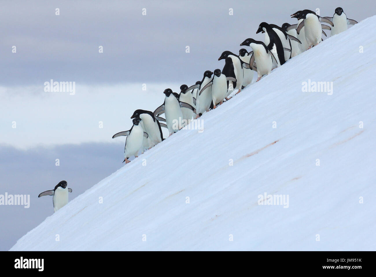 Adelie-Pinguine (Pygoscelis Adeliae) wiederholt auf den Eisberg zu springen und ins Wasser springen Stockfoto
