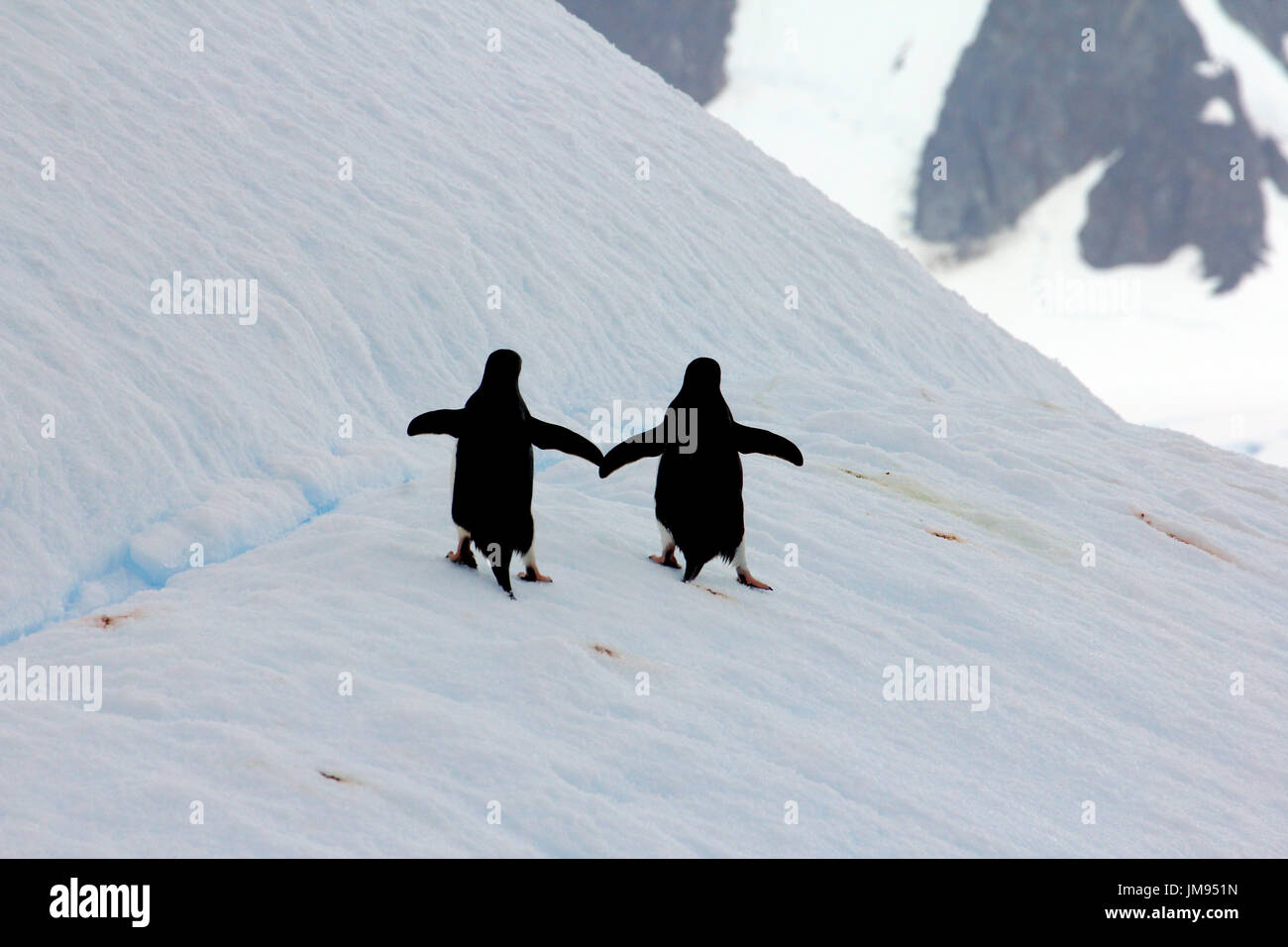 Adelie-Pinguine (Pygoscelis Adeliae) nach dem springen auf einem Eisberg zusammen spazieren, als ob Hände halten Stockfoto