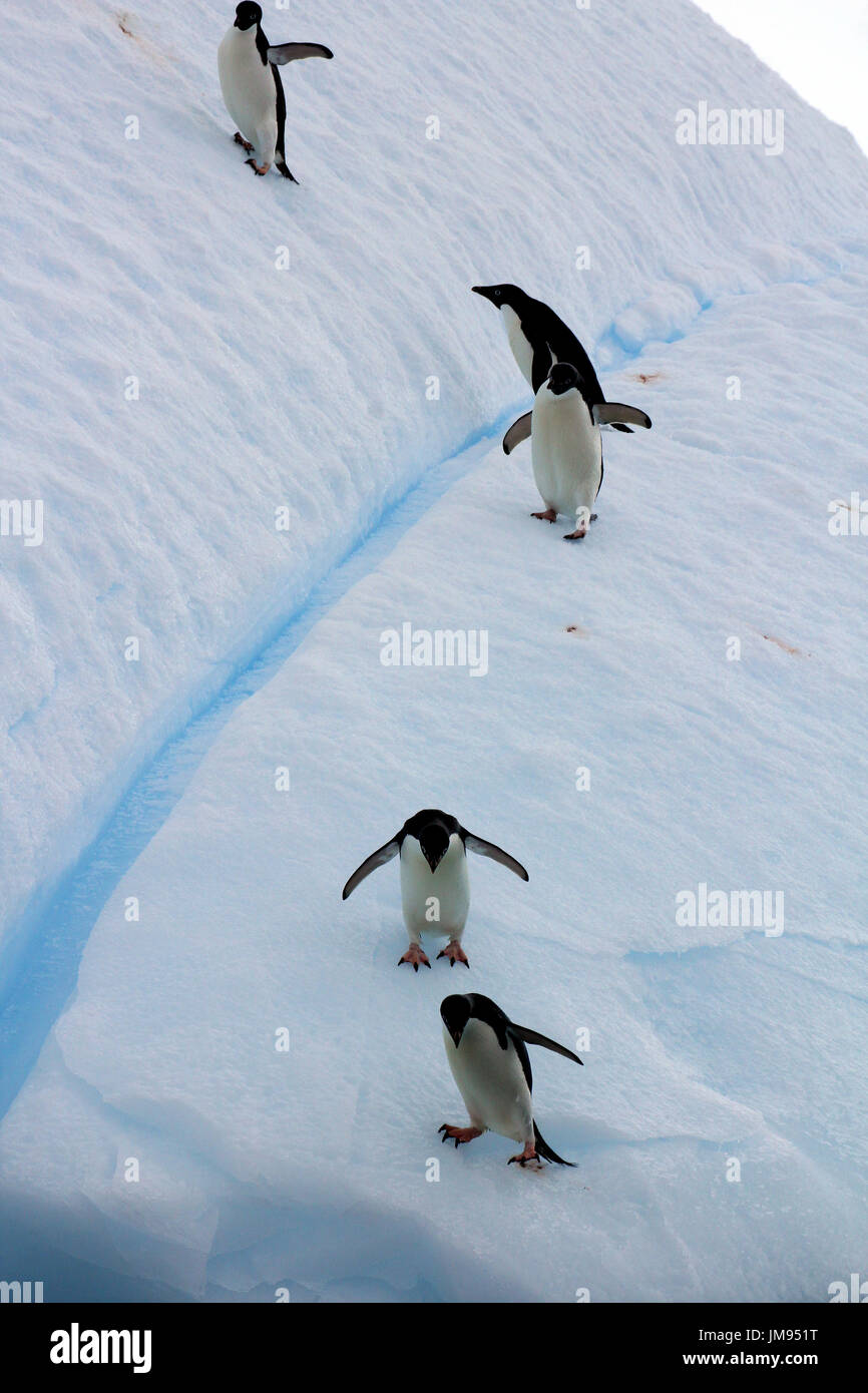 Adelie-Pinguine (Pygoscelis Adeliae) wiederholt auf den Eisberg zu springen und ins Wasser springen Stockfoto
