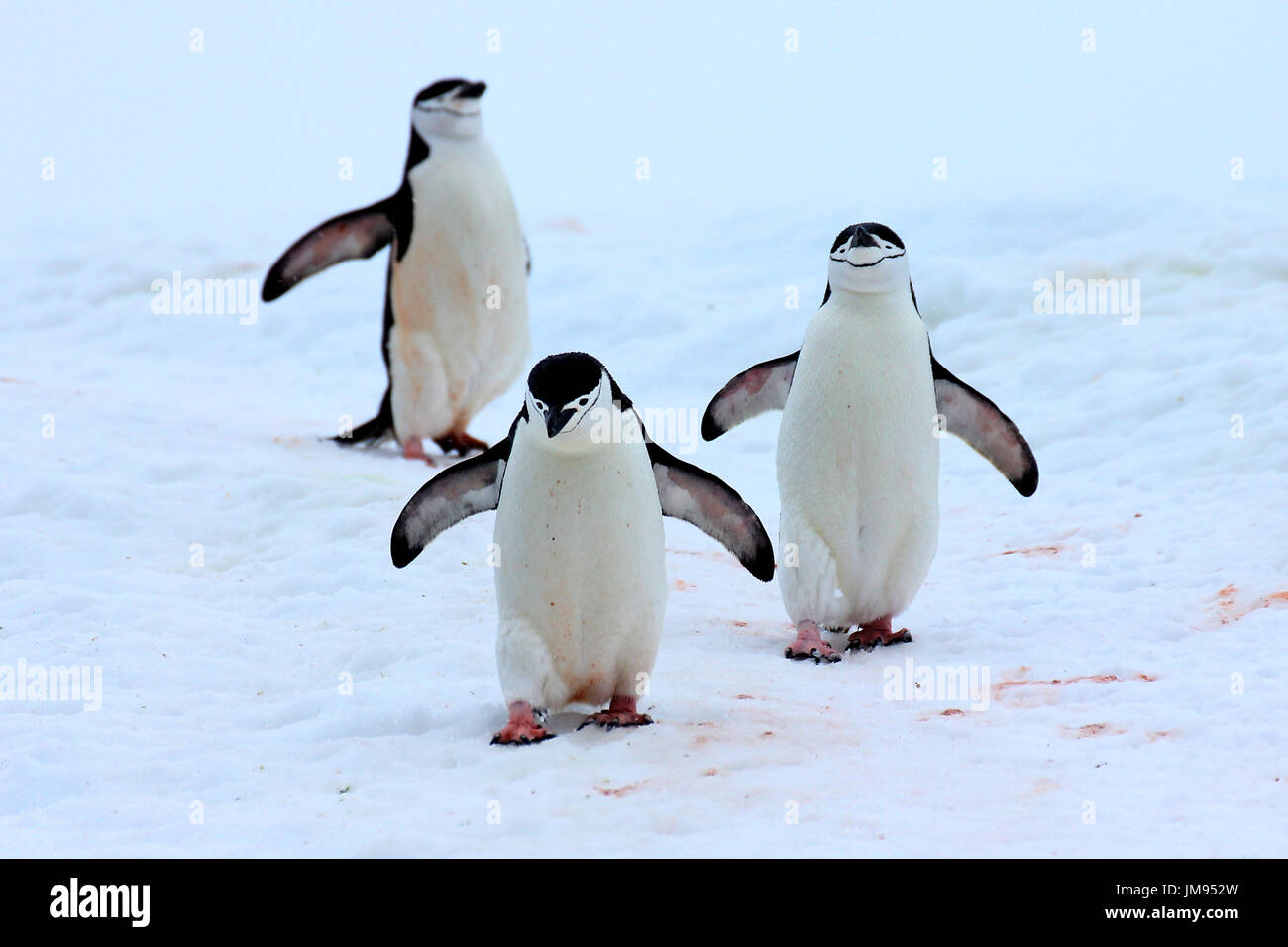 Kinnbinguine (Pygoscelis antarcticus), die den Hügel hinuntergehen und zum Meer fahren, um sich zu essen Stockfoto
