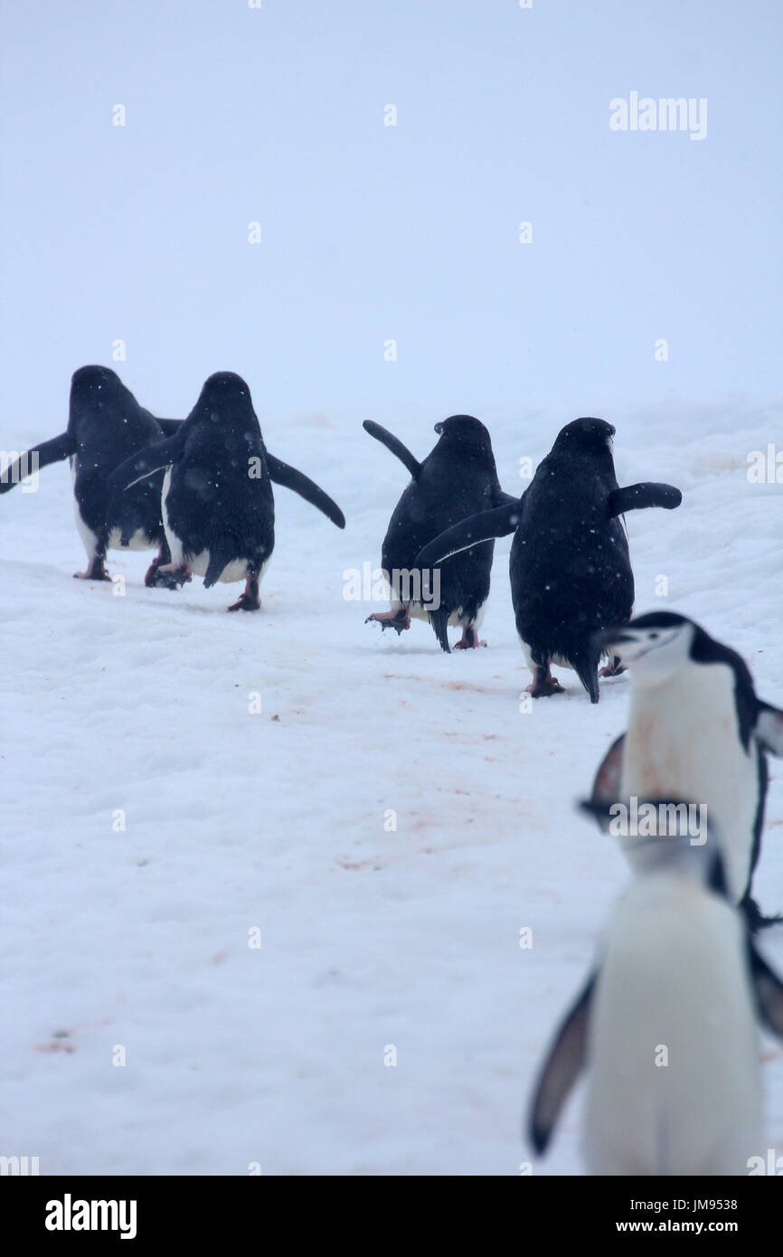 Kinnriemen Pinguine (Pygoscelis Antarcticus) zu Fuß bergauf im Besitz Stockfoto
