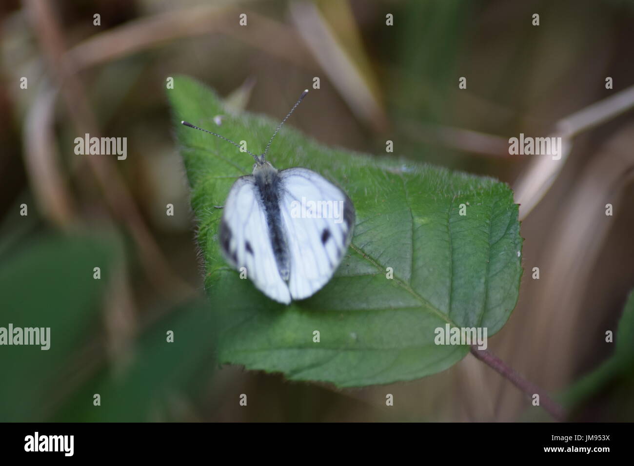 Large-weißer Schmetterling, Pieris Brassicae auf einer Pflanze Stockfoto