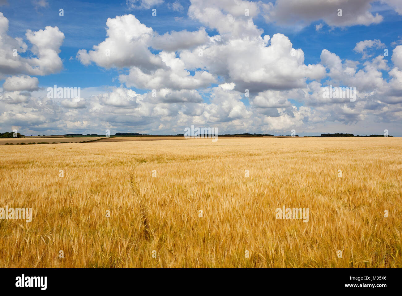 eine goldene Gerstenfeld in der Yorkshire Wolds in der Nähe von Erntezeit mit Hecken und Wald unter einer blauen Sommerhimmel mit flauschigen weißen Wolken Stockfoto