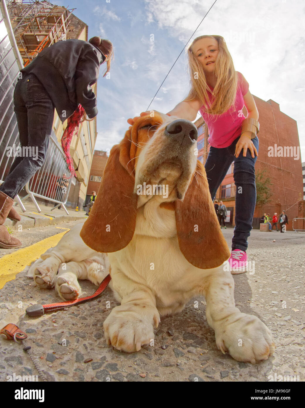 Merchant City Festival Szenen Basset Hound, Hush Puppy.bloodhound Typ Hund und Besitzer auf Leine kleine Mädchen Petting Hund Haare spiegeln Hunde Ohren Stockfoto