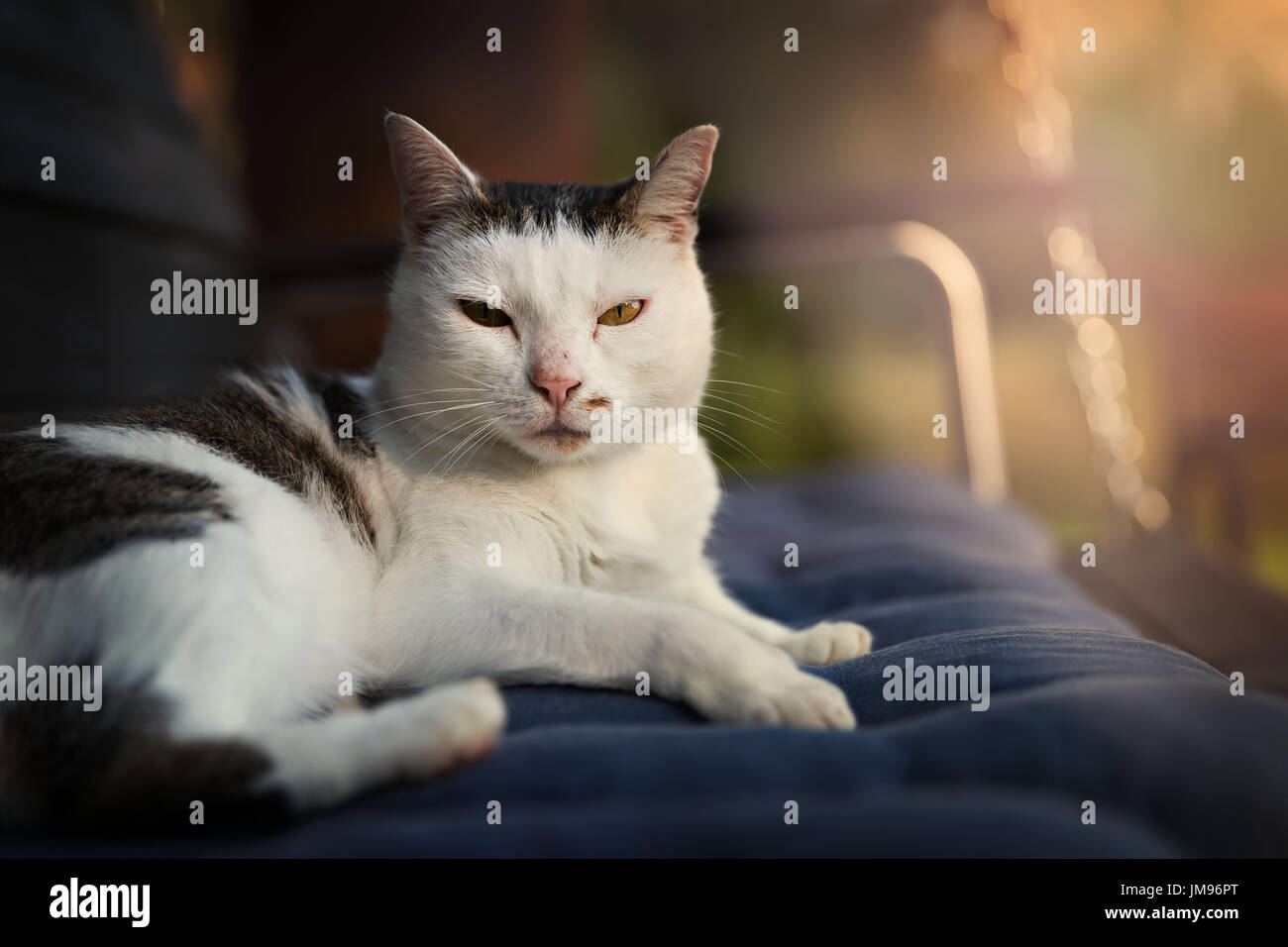 Entspannung in dem Abendlicht süße Katze Stockfoto