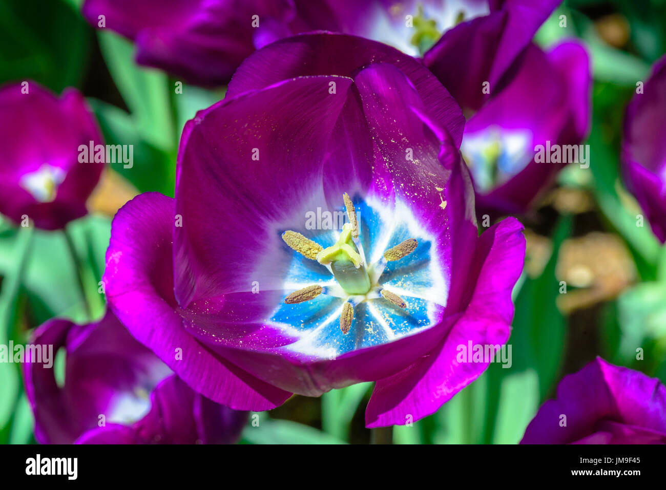 Hintergrund der Blüte lila Tulpen. Emirgan Park. Istanbul, Türkei