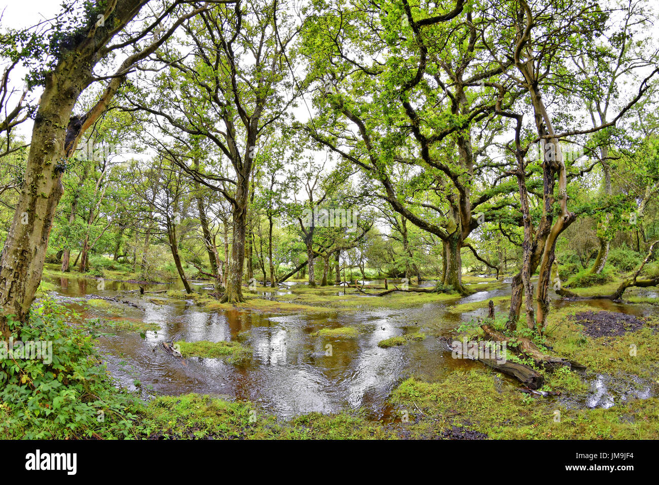 Überflutet New Forest Stream auf einem nassen Sommertag, "Ober-Wasser", New Forest National Park, Brockenhurst, Hampshire, England. Stockfoto