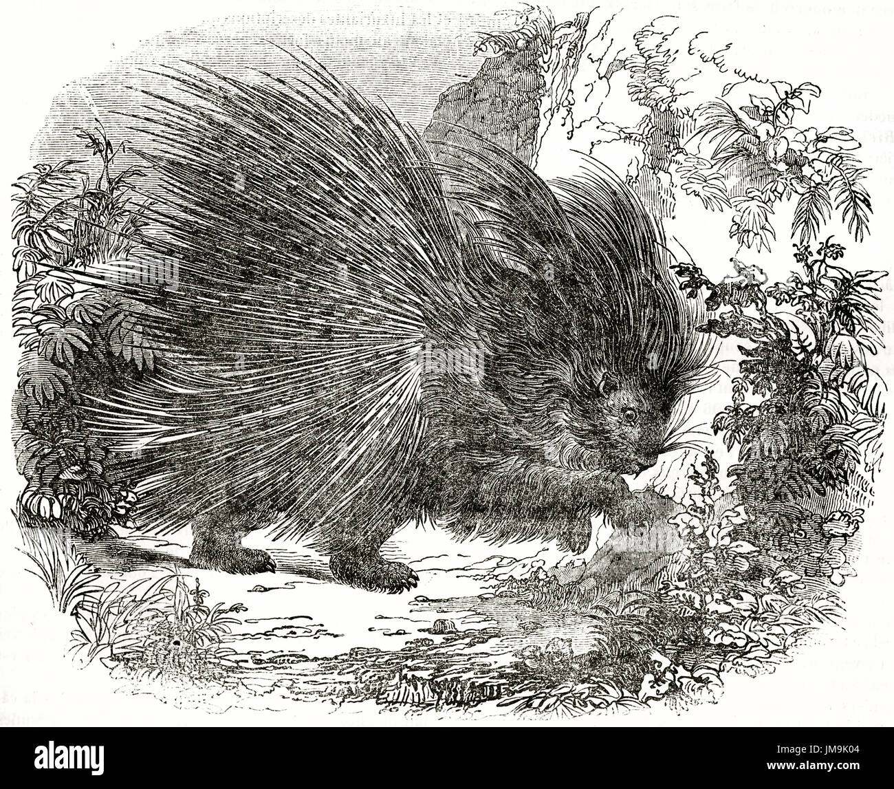 Alte Darstellung der Crested Stachelschwein (Hystrix Cristata). Von unbekannter Autor veröffentlicht am Magasin Pittoresque, Paris, 1837. Stockfoto