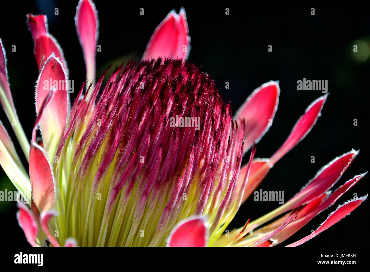 Atemberaubende Flowerhead des beliebten Protea Eximia aus Südafrika Stockfoto