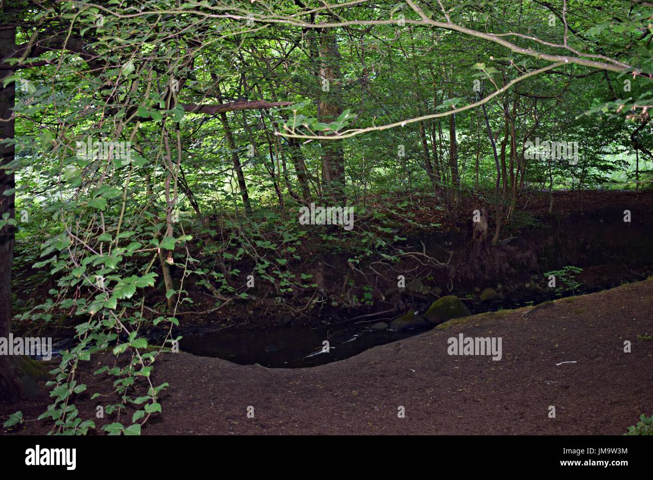 Zufallsbilder der Natur im Wald Stockfoto